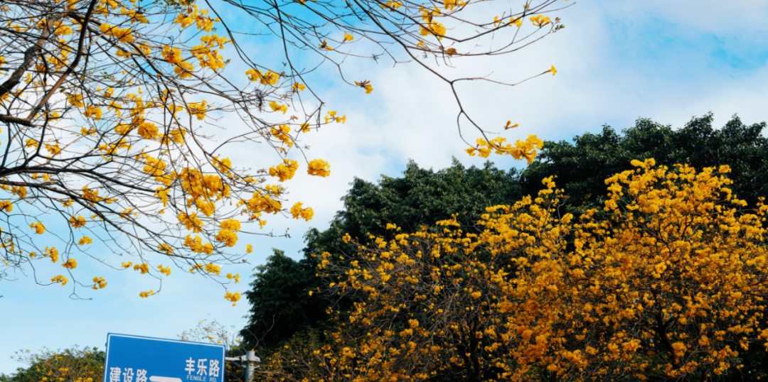 黄花风铃木的花期太短朋友圈