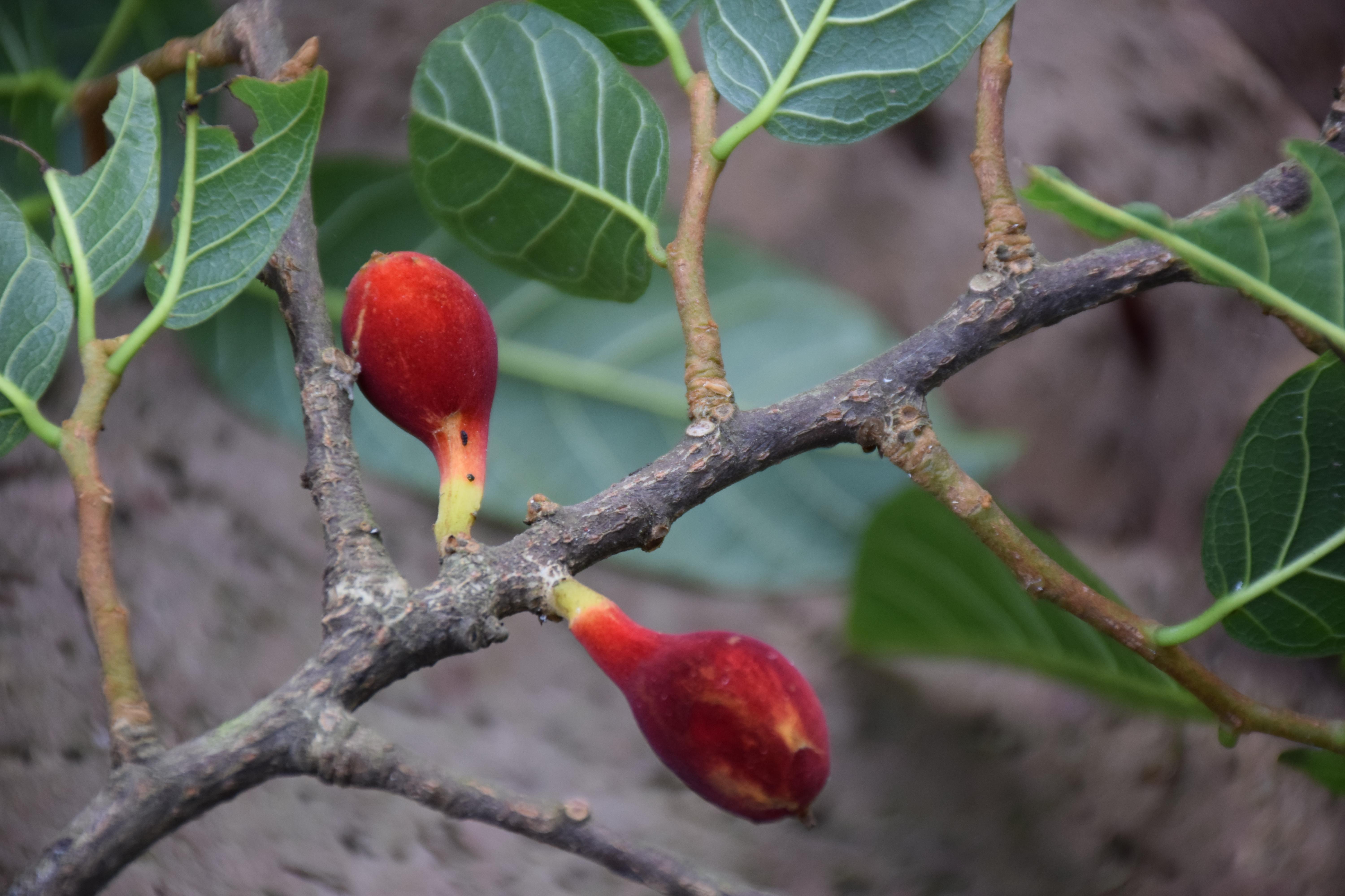 26科39种广东省重点保护野生植物名录公布