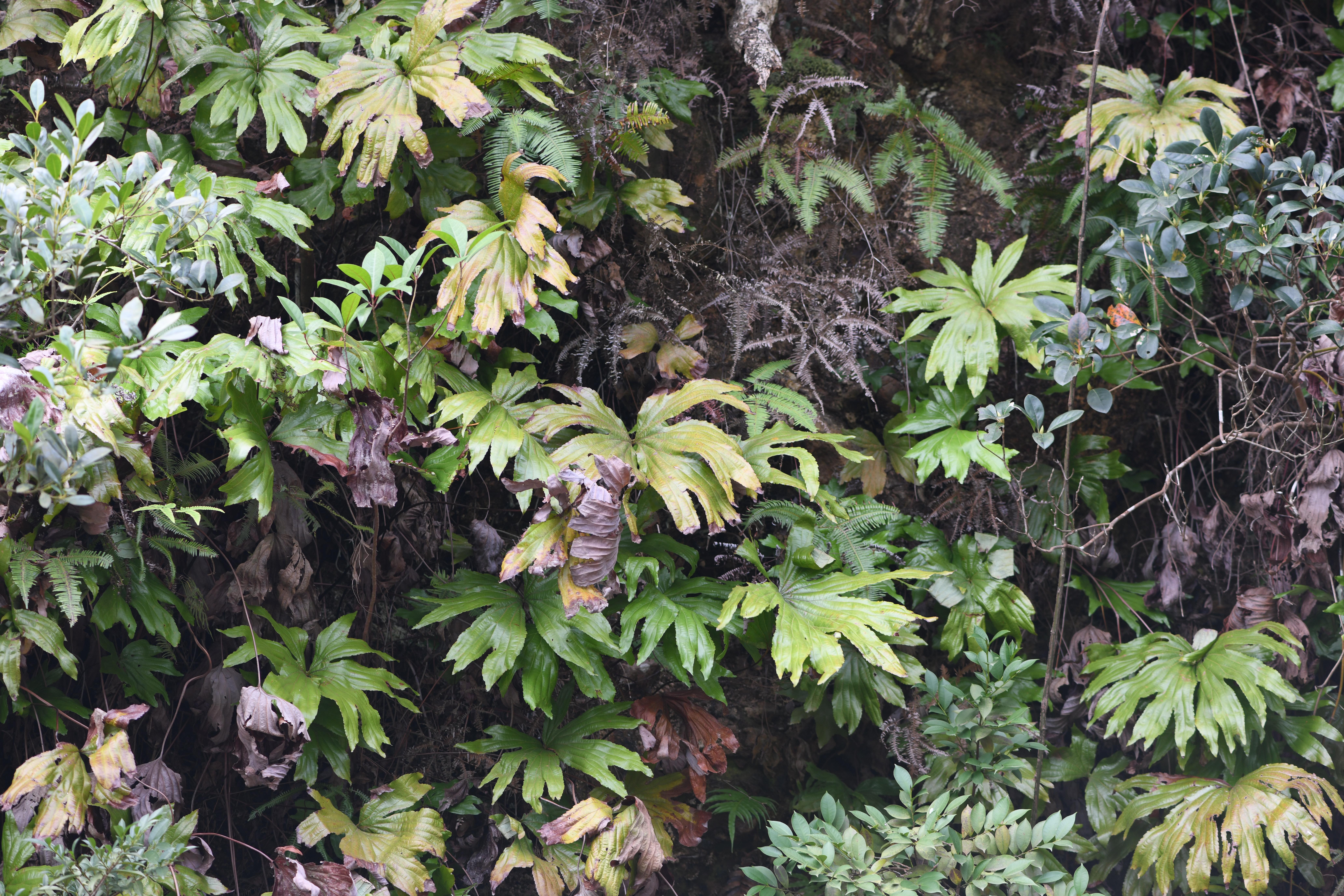 26科39种广东省重点保护野生植物名录公布