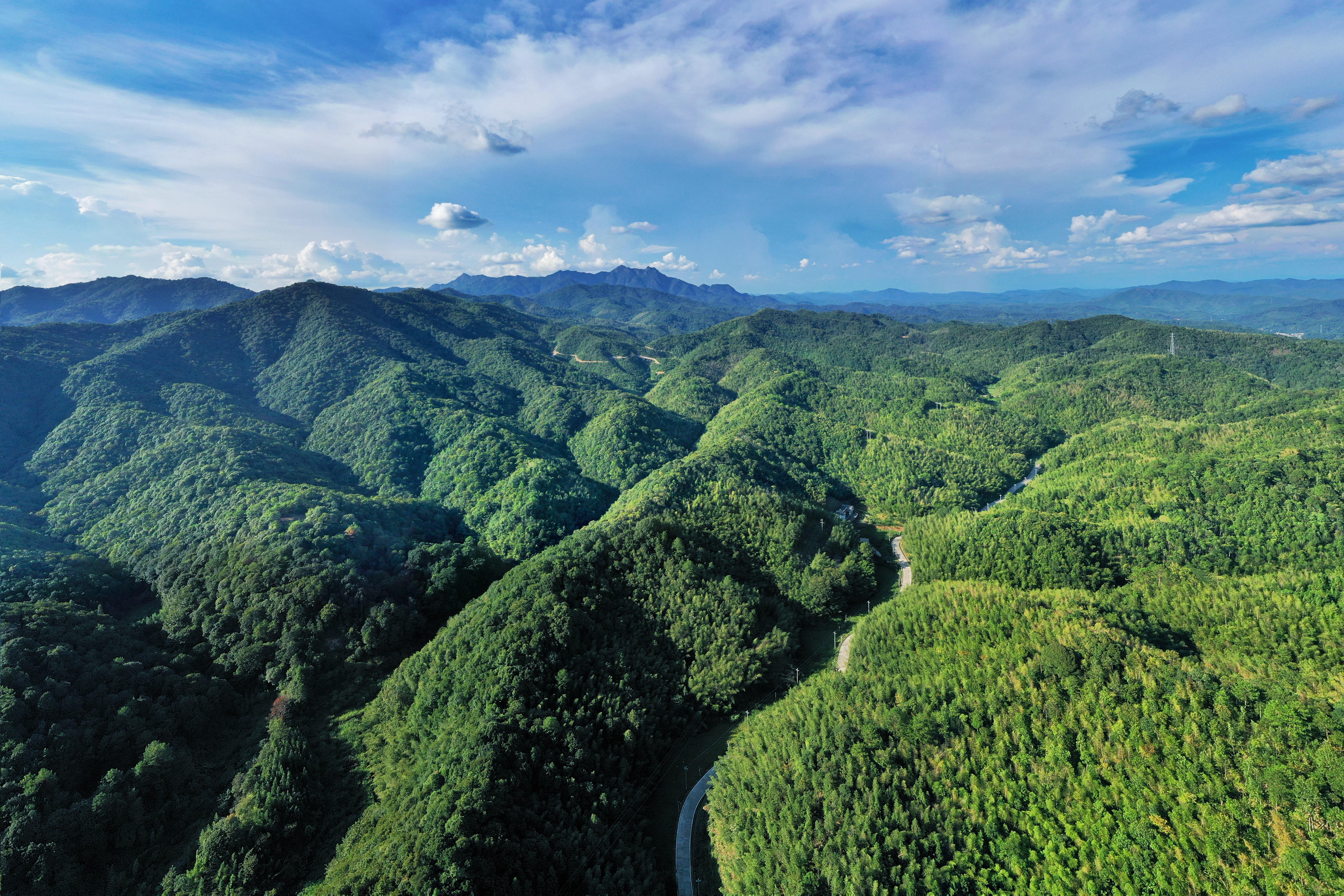 广东小竹子育成大产业2035年竹产业综合产值超过1200亿元