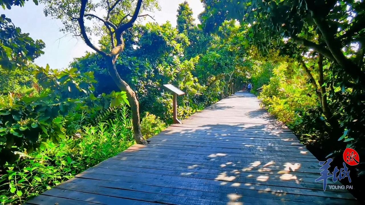 视频·大美岭南 | 珠海淇澳岛:瞻彼淇奥 绿竹猗猗
