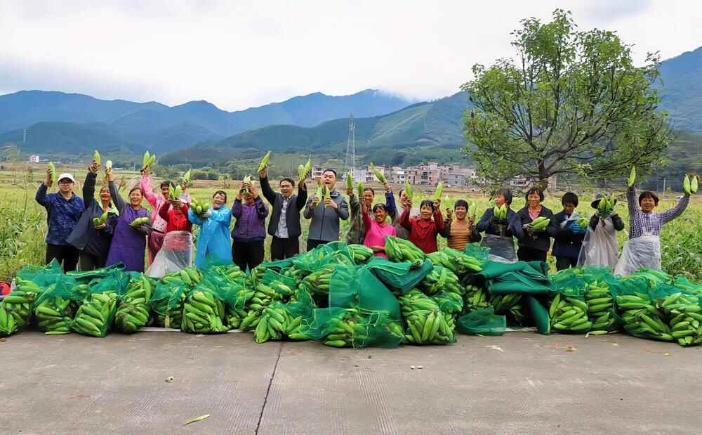 清远连山小三江镇:玉米化身"金粒"宝,金黄甜糯绘秀丽田园