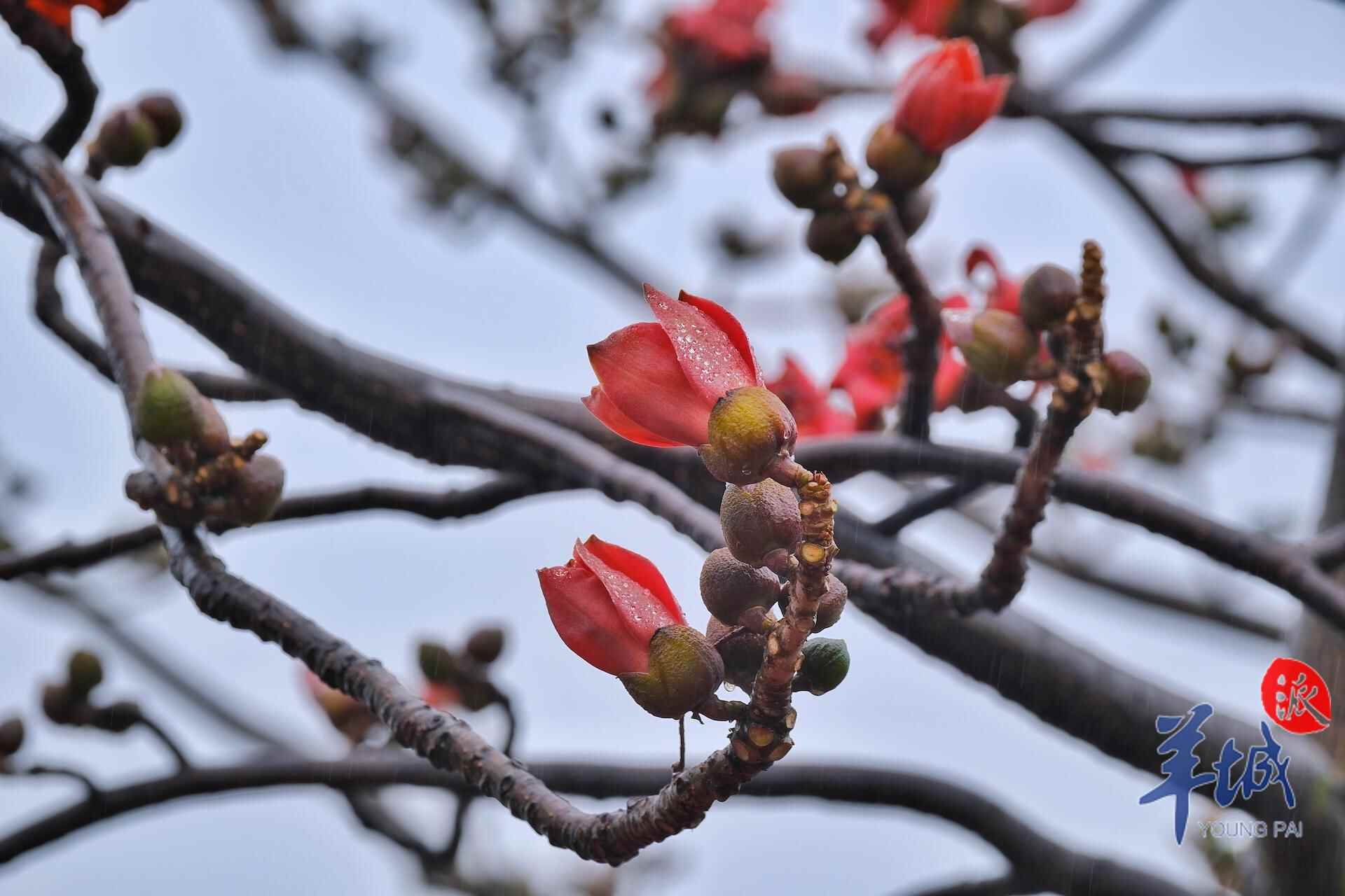 drizzlingrainawakensspringintheflowercityguangzhou