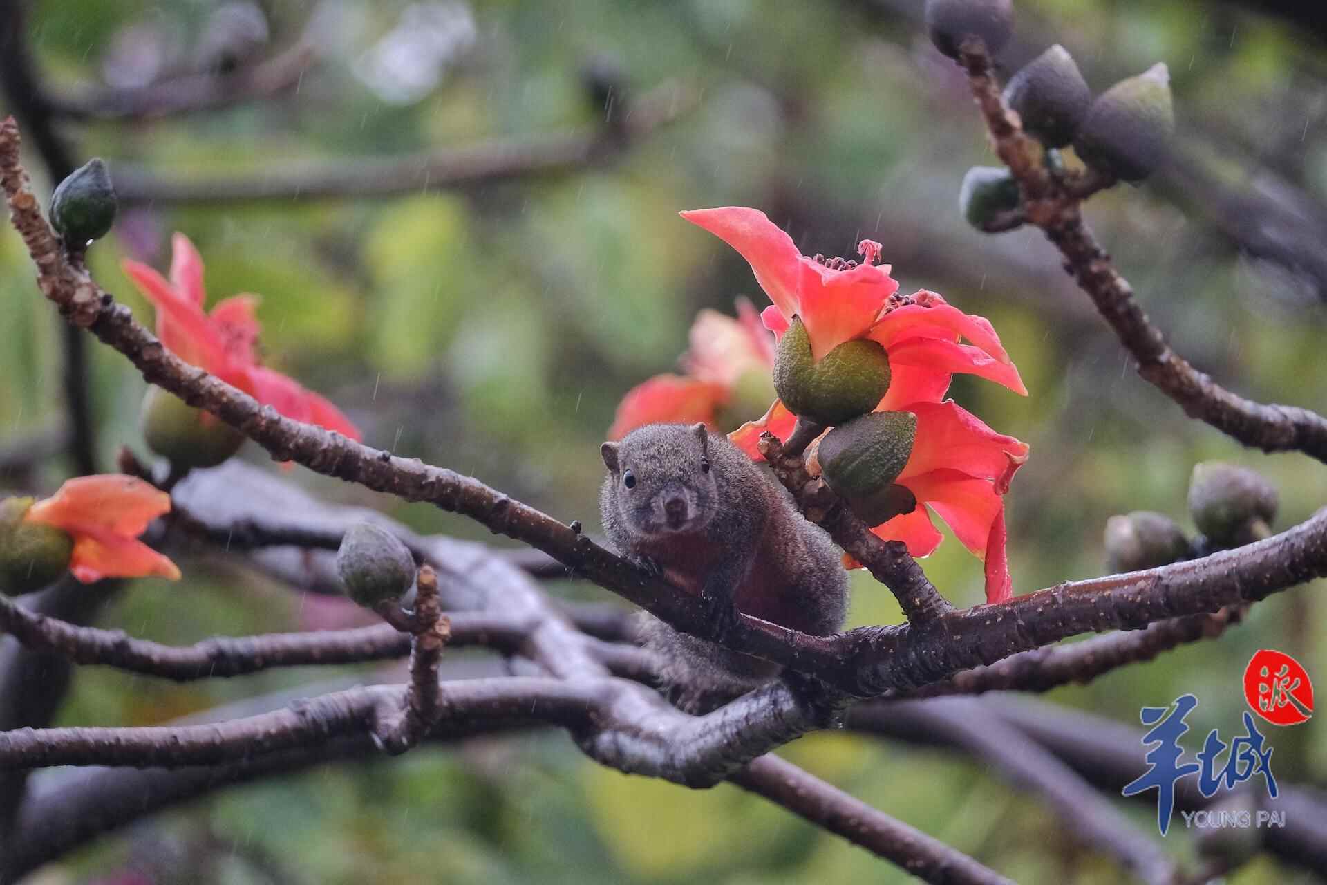 drizzlingrainawakensspringintheflowercityguangzhou