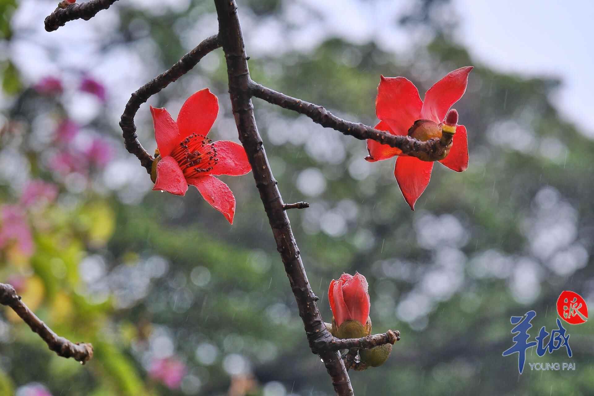 drizzlingrainawakensspringintheflowercityguangzhou