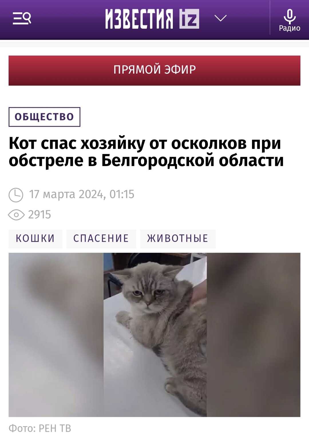 俄罗斯的猫用尾巴挡弹片救下主人