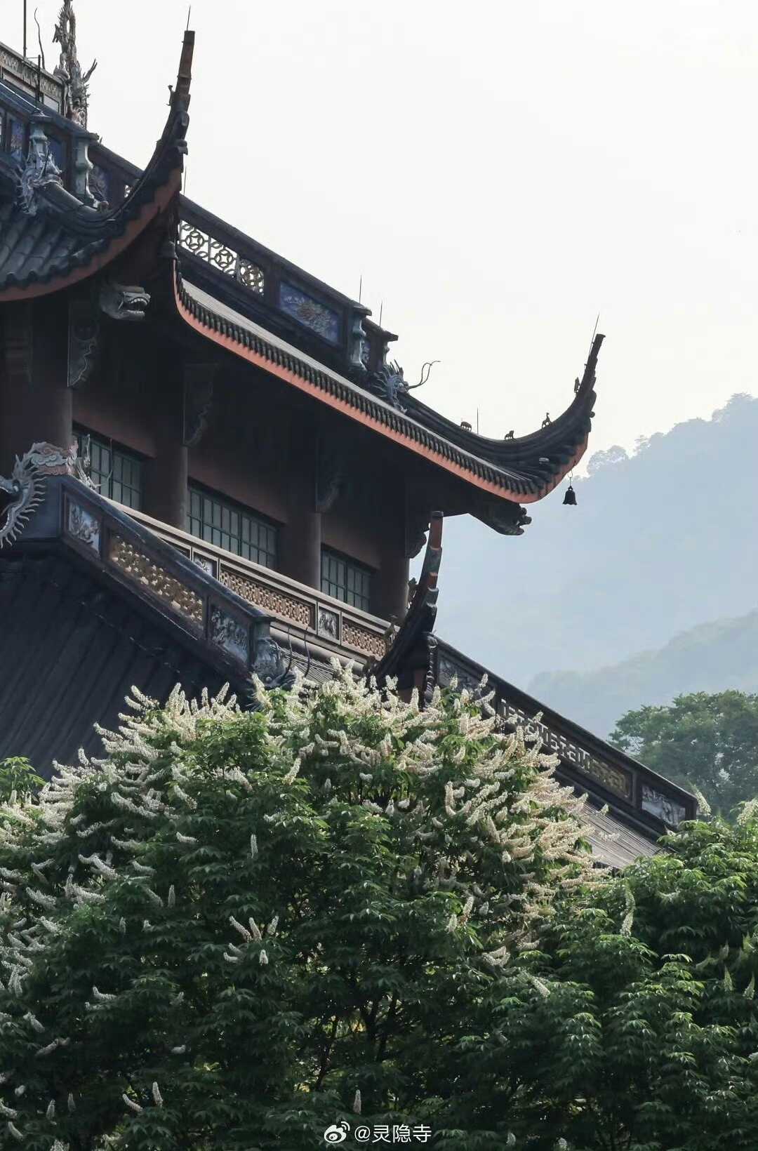 杭州灵隐寺600岁的七叶树开花了!古树报喜成为文化象征