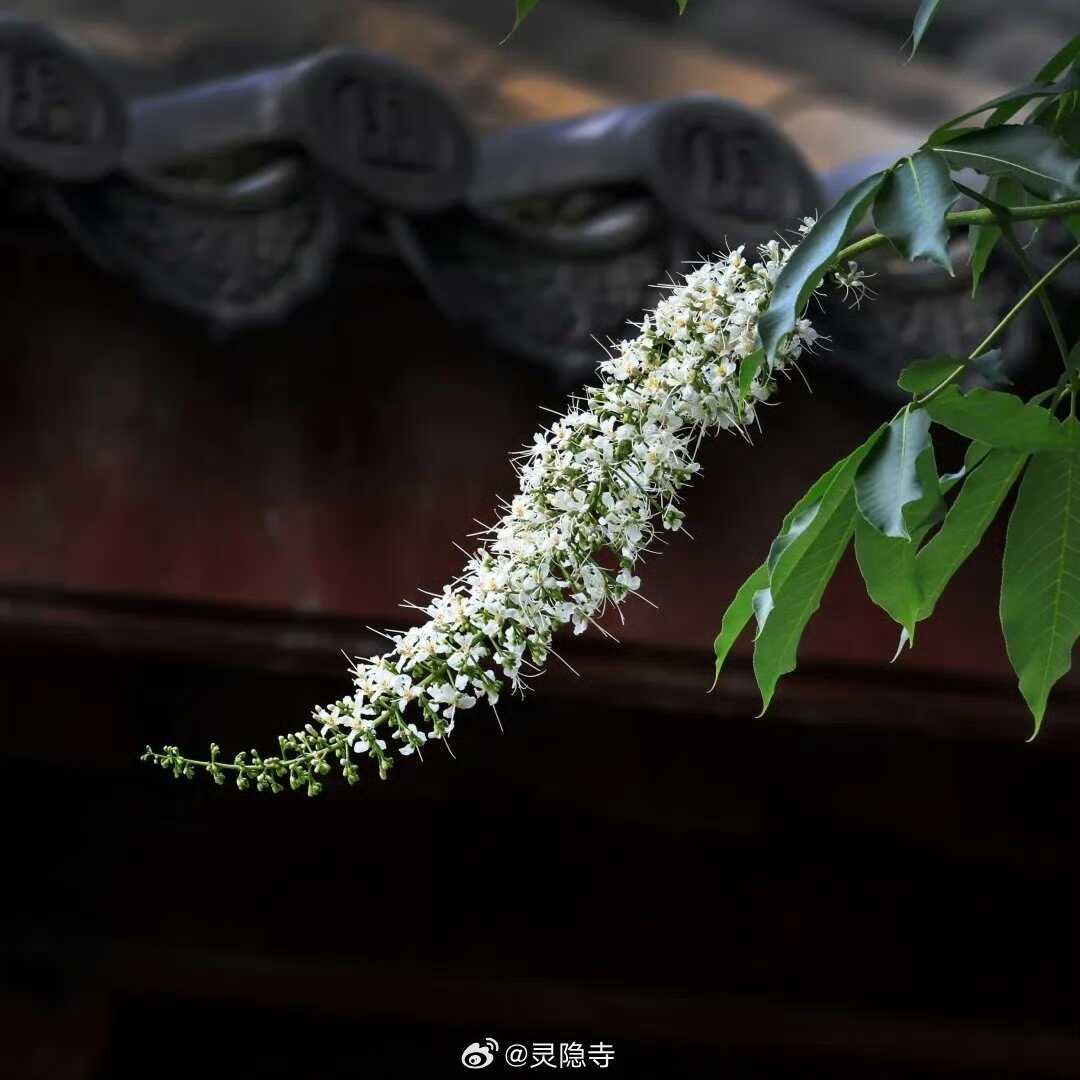 杭州灵隐寺600岁的七叶树开花了!古树报喜成为文化象征