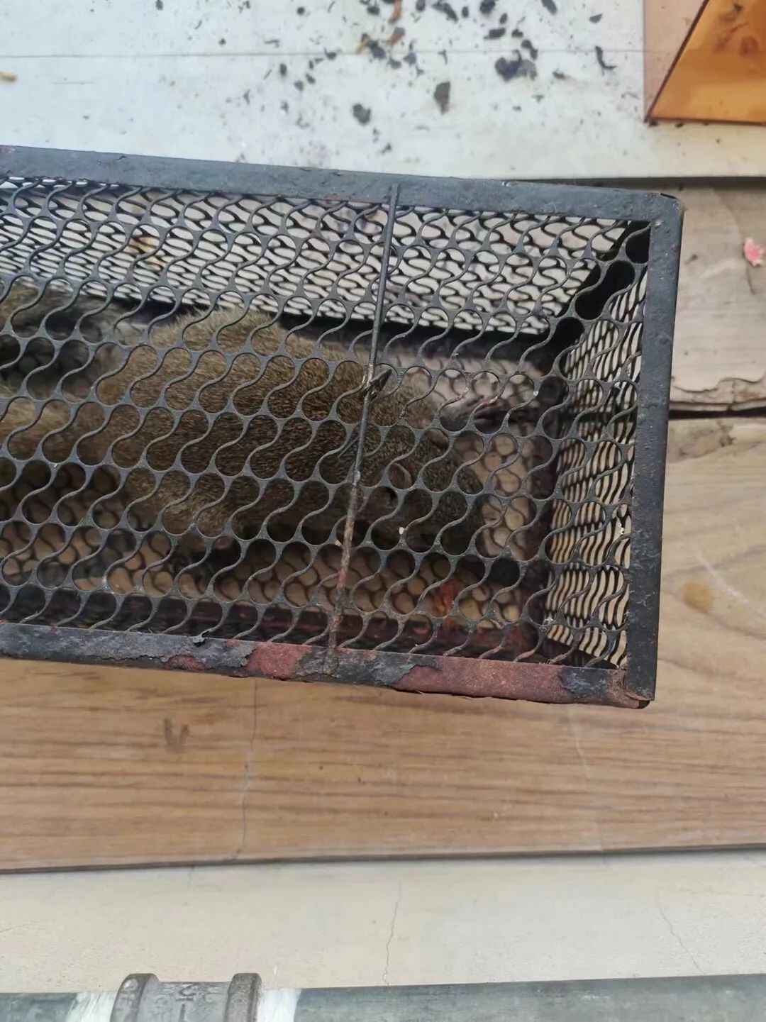 杭州一小区松鼠泛滥成灾,业主都怕了:在家里“吃香喝辣”,根本抓不完