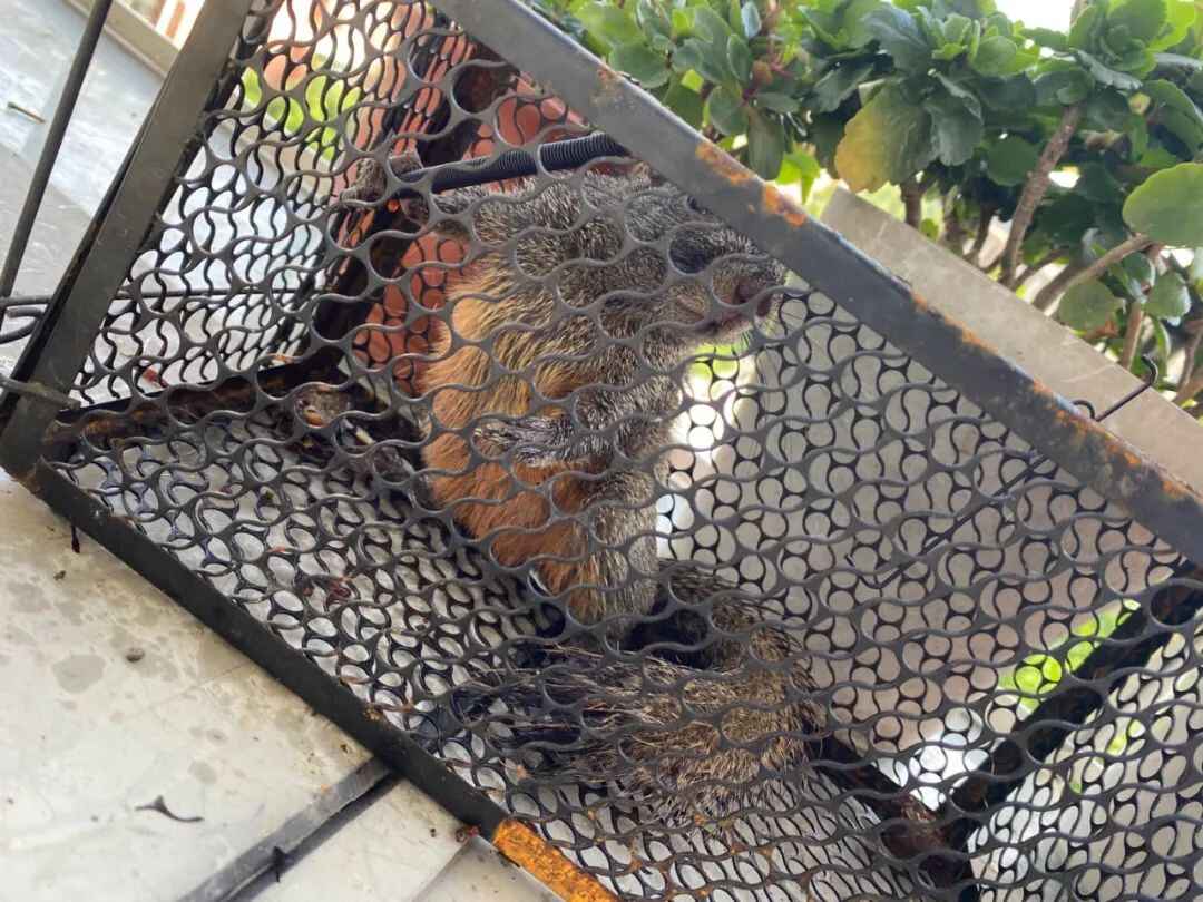杭州一小区松鼠泛滥成灾,业主都怕了:在家里“吃香喝辣”,根本抓不完
