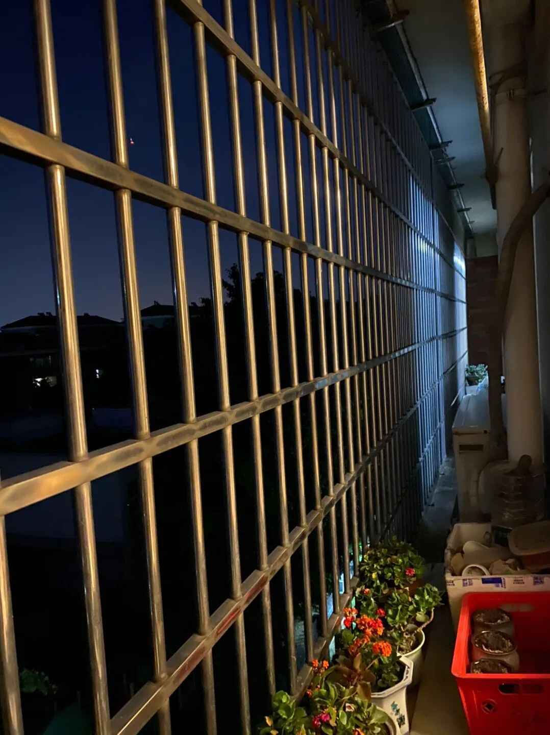 杭州一小区松鼠泛滥成灾,业主都怕了:在家里“吃香喝辣”,根本抓不完