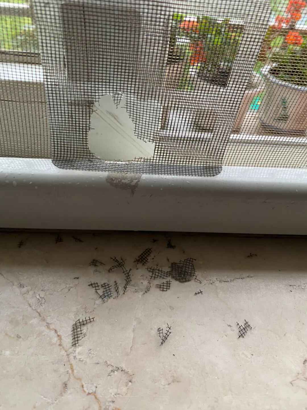 杭州一小区松鼠泛滥成灾，业主都怕了：在家里“吃香喝辣”，根本抓不完