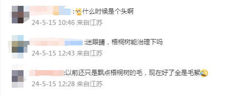 每个南京人的身上都有毛毛!南京大风叠加毛絮雨,网友叫苦不迭