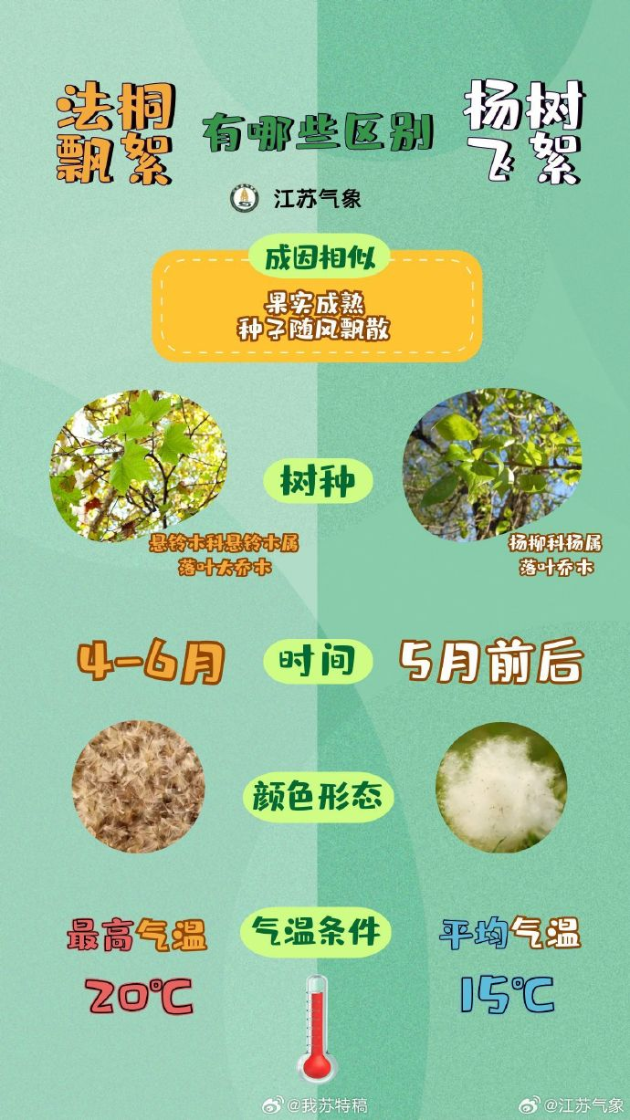 每个南京人的身上都有毛毛!南京大风叠加毛絮雨,网友叫苦不迭