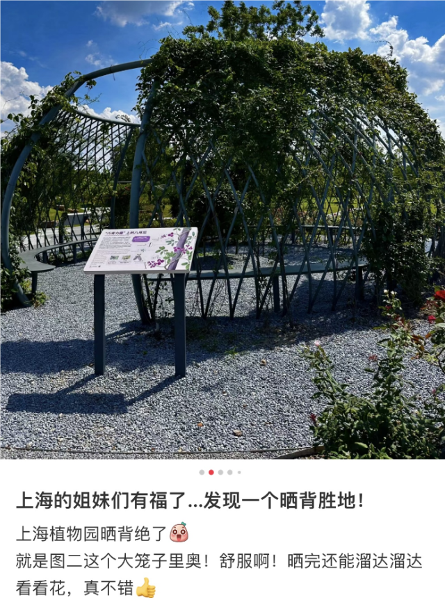 辣眼睛?“晒背族”占领上海各公园,园方成“三夹板”,医生提醒→