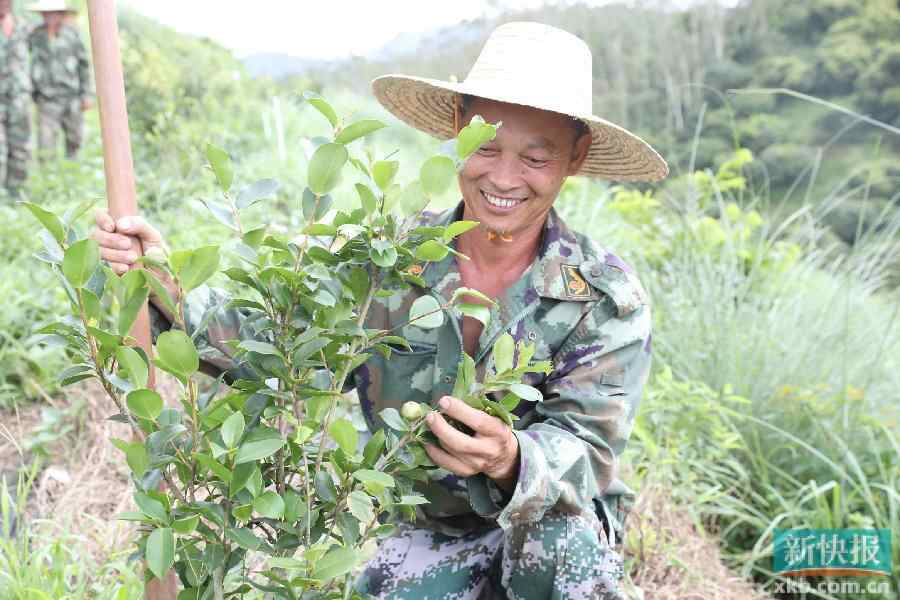 看着去年种下的油茶结出了茶果，护林员满脸欢喜。