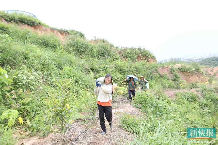 油茶基地上种植的冬瓜迎来丰收季