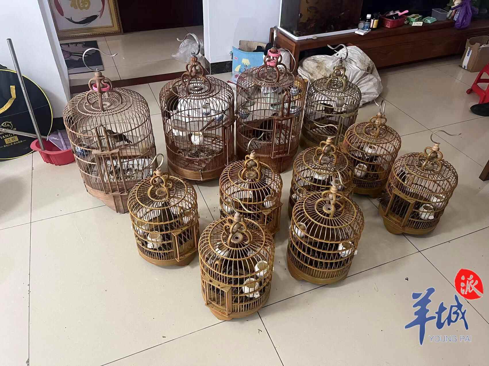 网购画眉鸟?真"刑"!