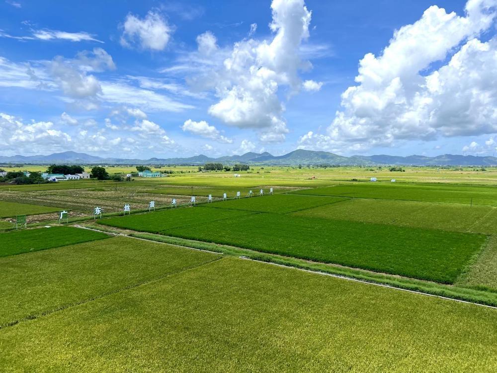 汕尾市海丰县可塘镇万亩油占米种植基地