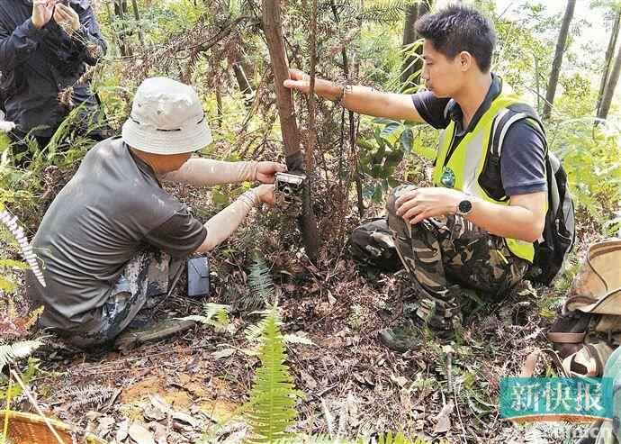 科研人员在开展中华穿山甲洞穴样线专项调查。 科研人员在开展中华穿山甲洞穴样线专项调查。
