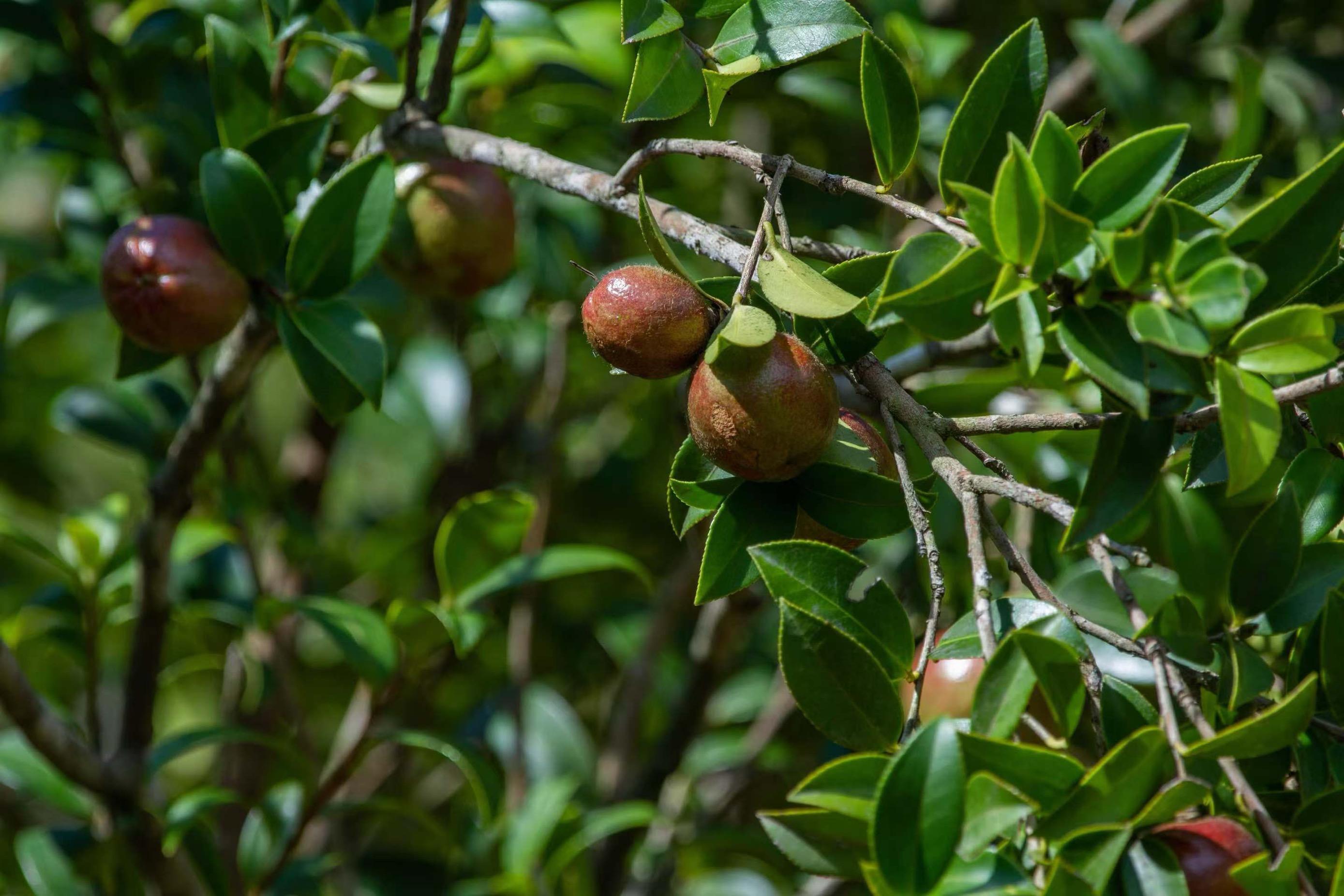 广东油茶丰收采摘忙,油茶籽产量预计达25万吨