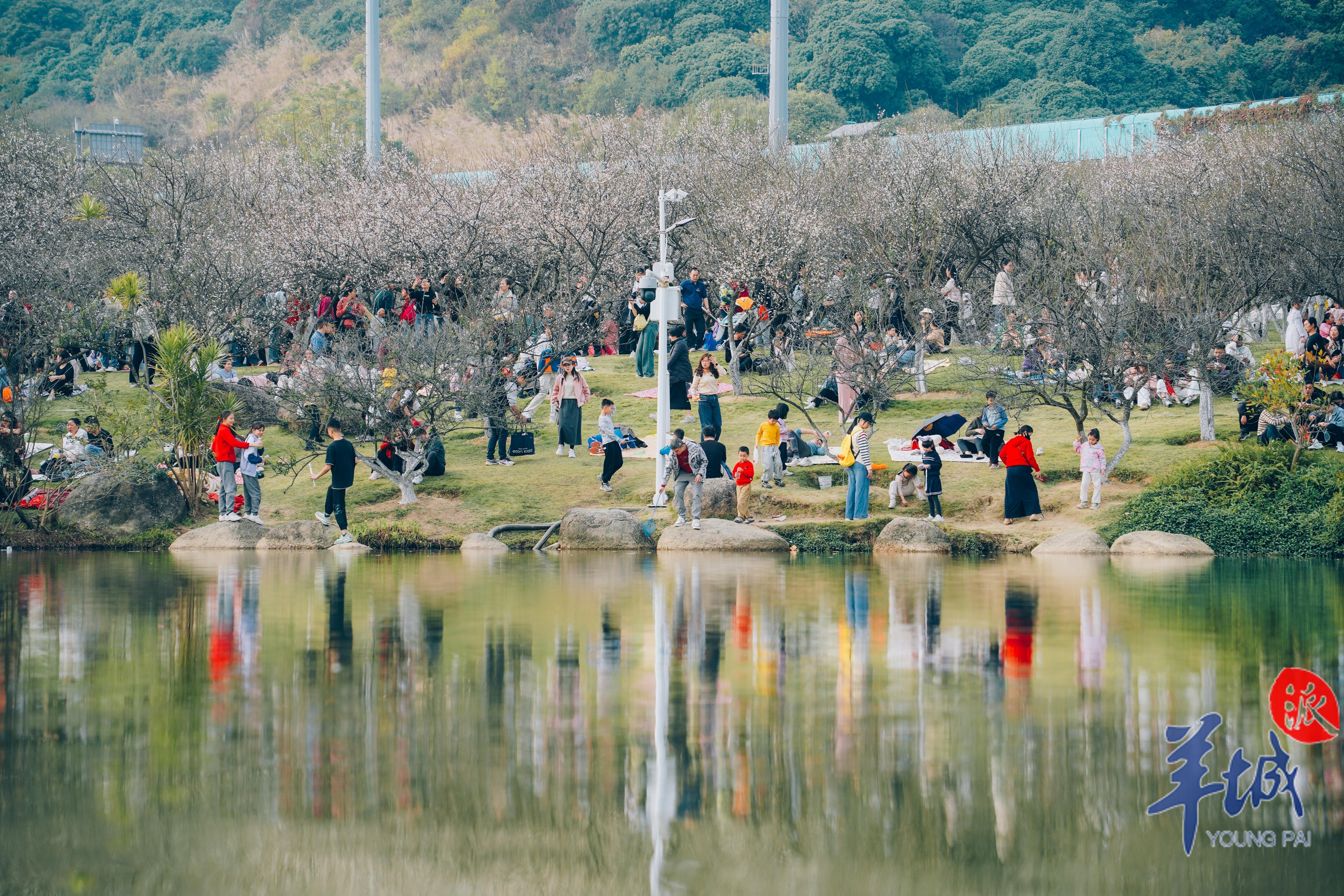 萝岗香雪公园赏花时间图片