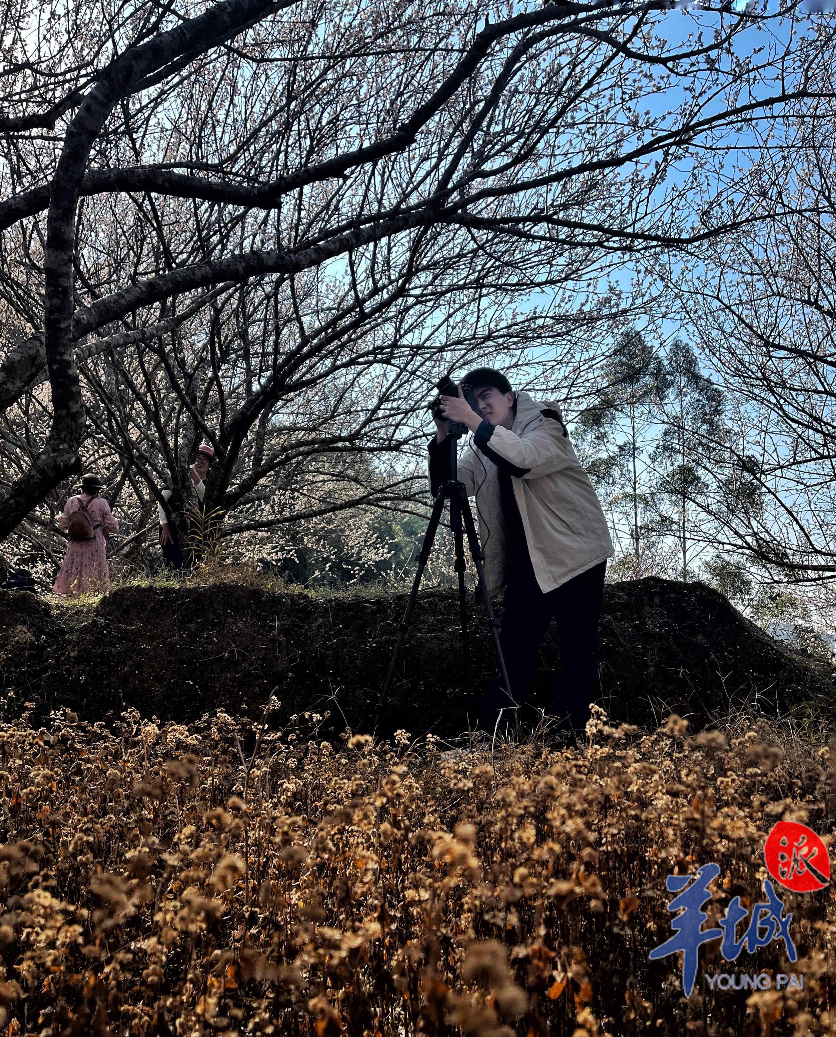 上盆山梅花吸引摄影爱好者 唐润华 摄