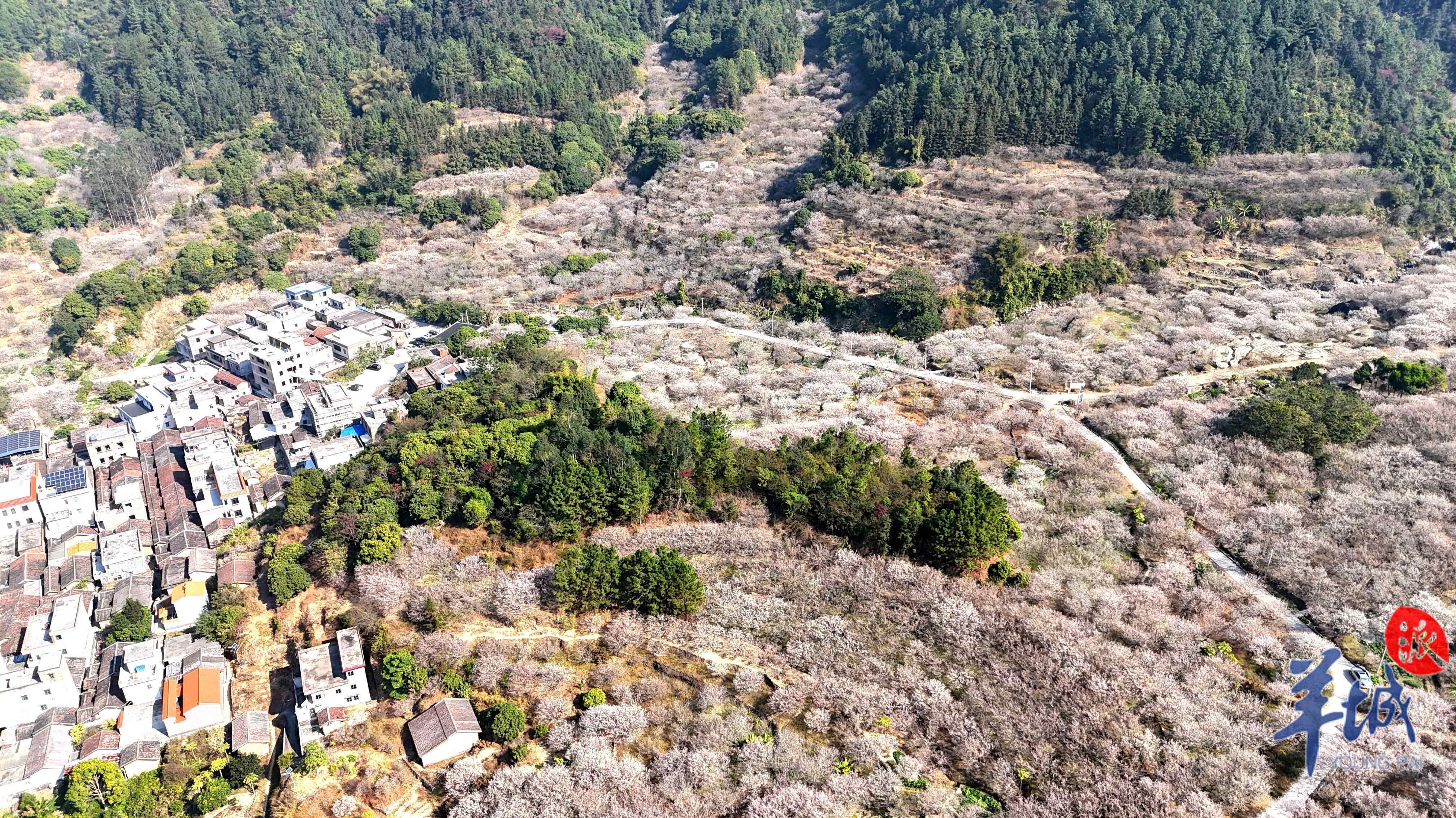 梅花在农舍旁盛开 温兰芬 摄