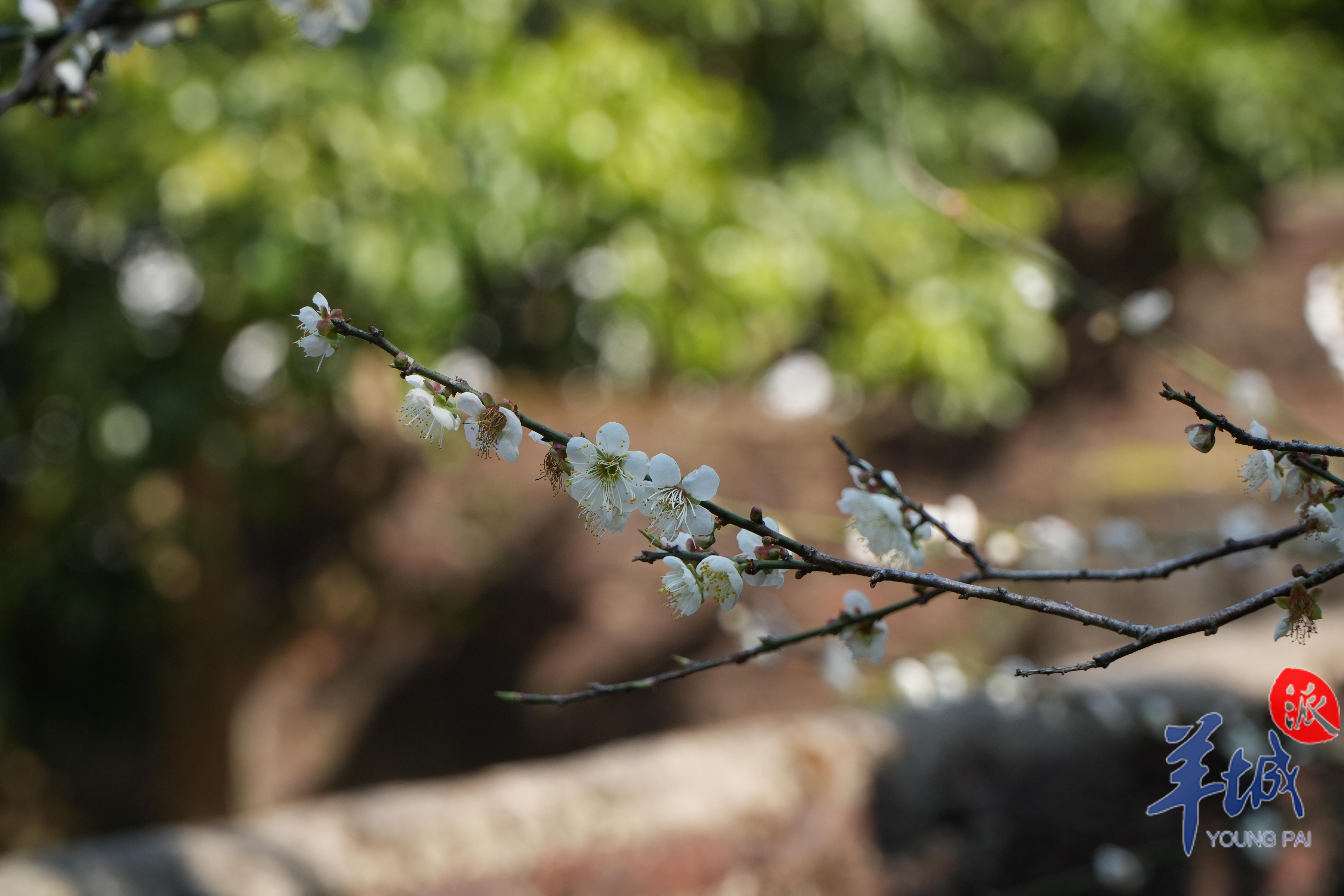 别样意趣 温兰芬 摄