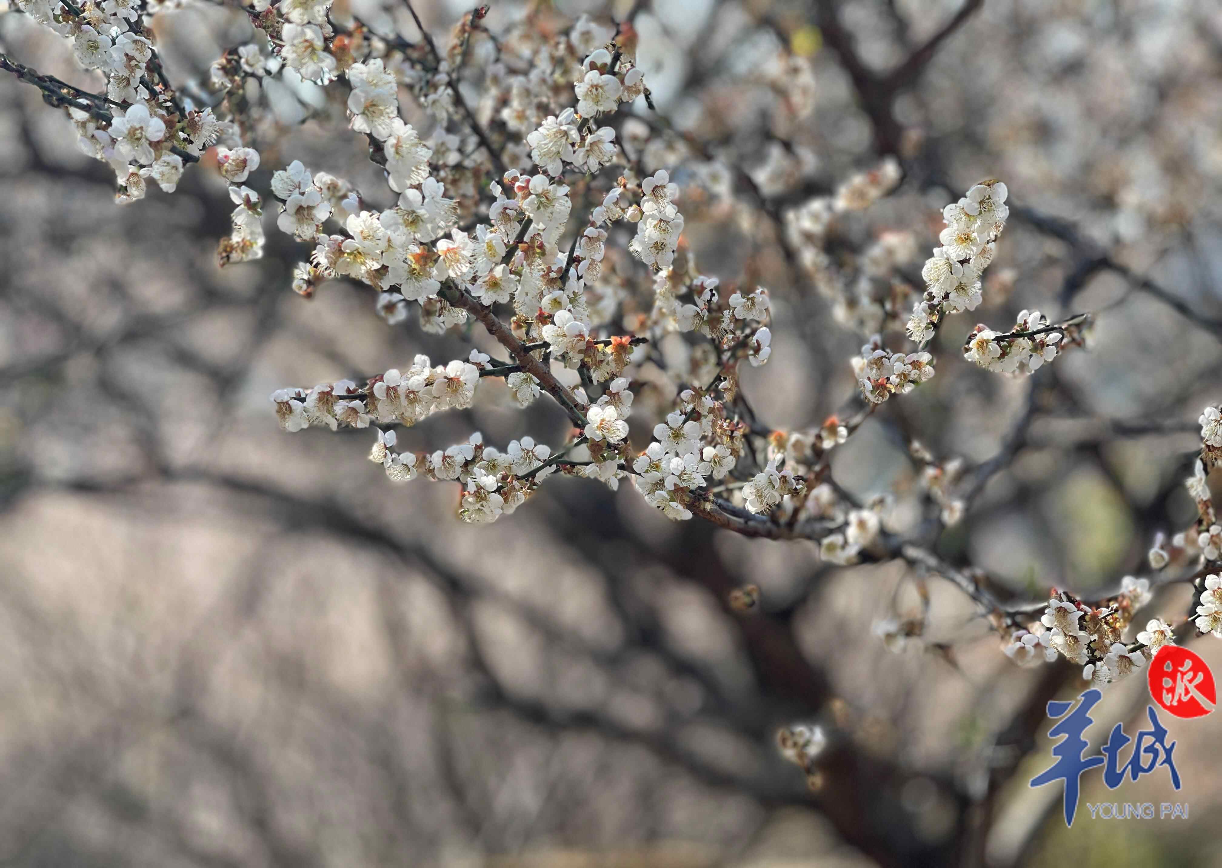 上盆山梅花正值最佳观赏季 陈狄青 摄