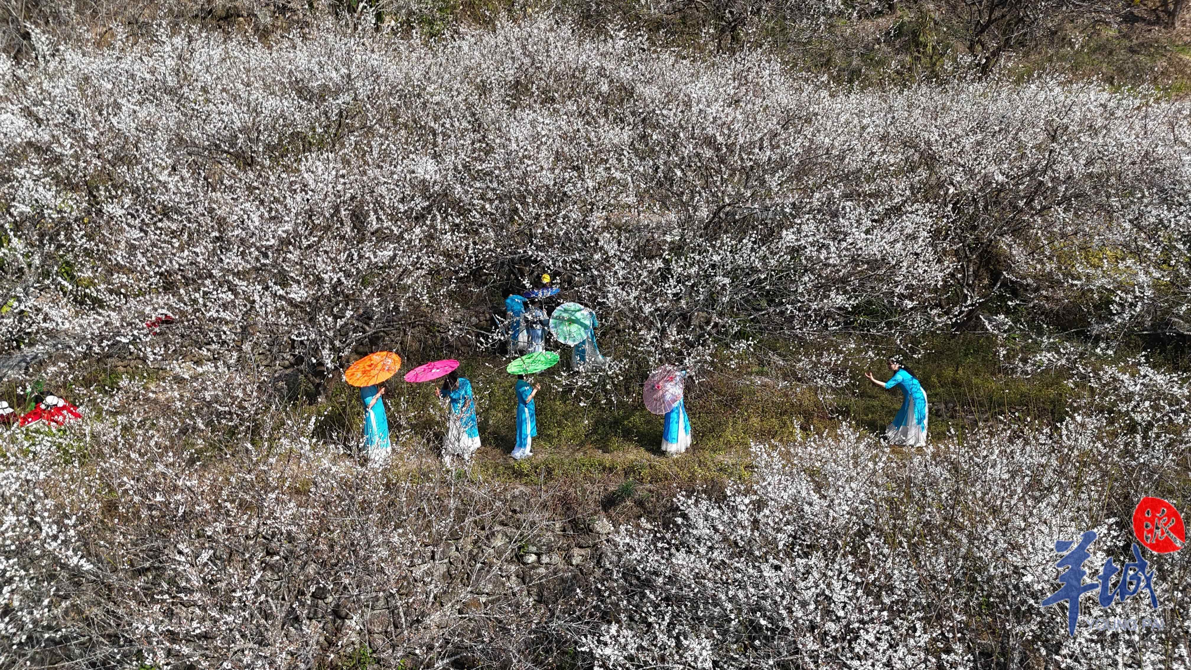 人在梅中 温兰芬 摄
