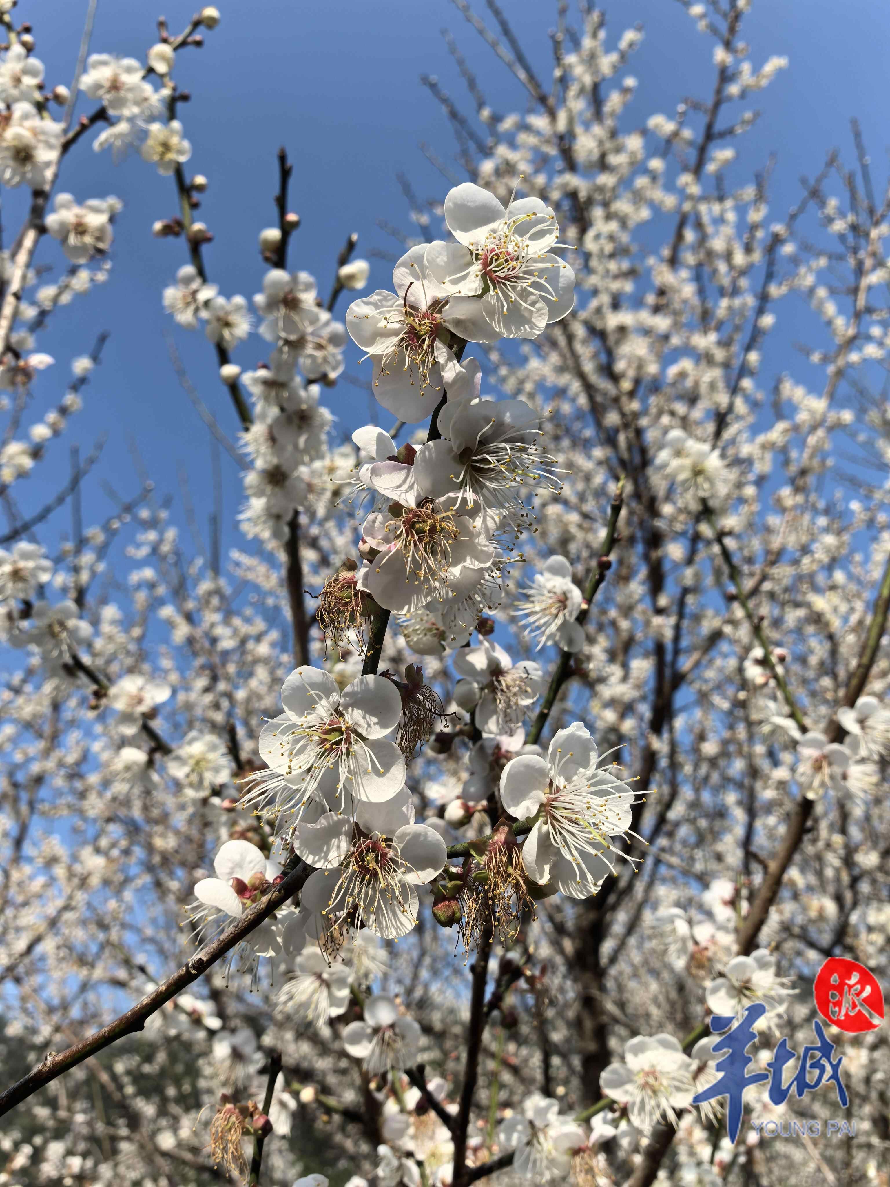 岭南赏梅正当时 温兰芬 摄