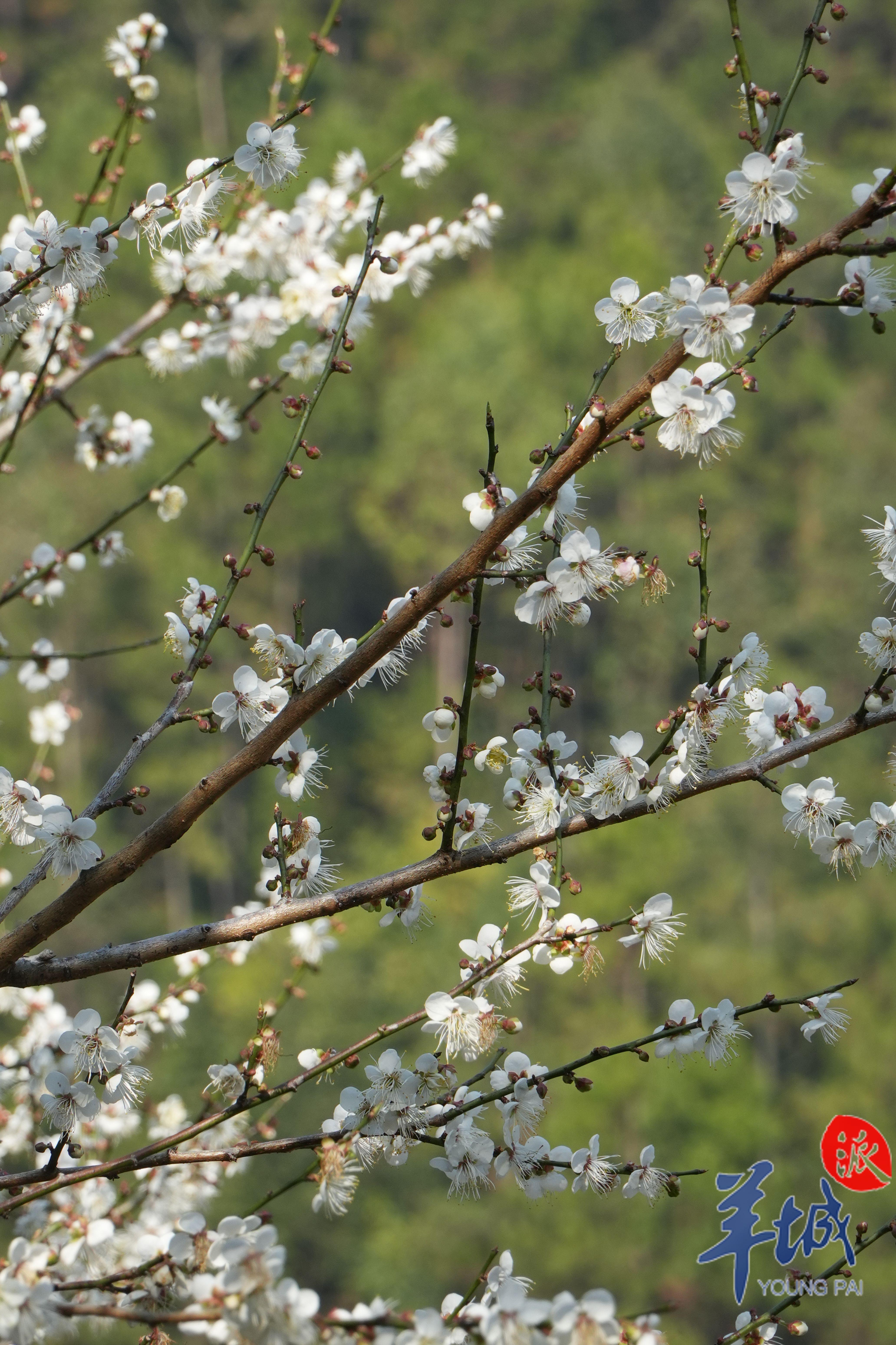 寒梅怒放 温兰芬 摄