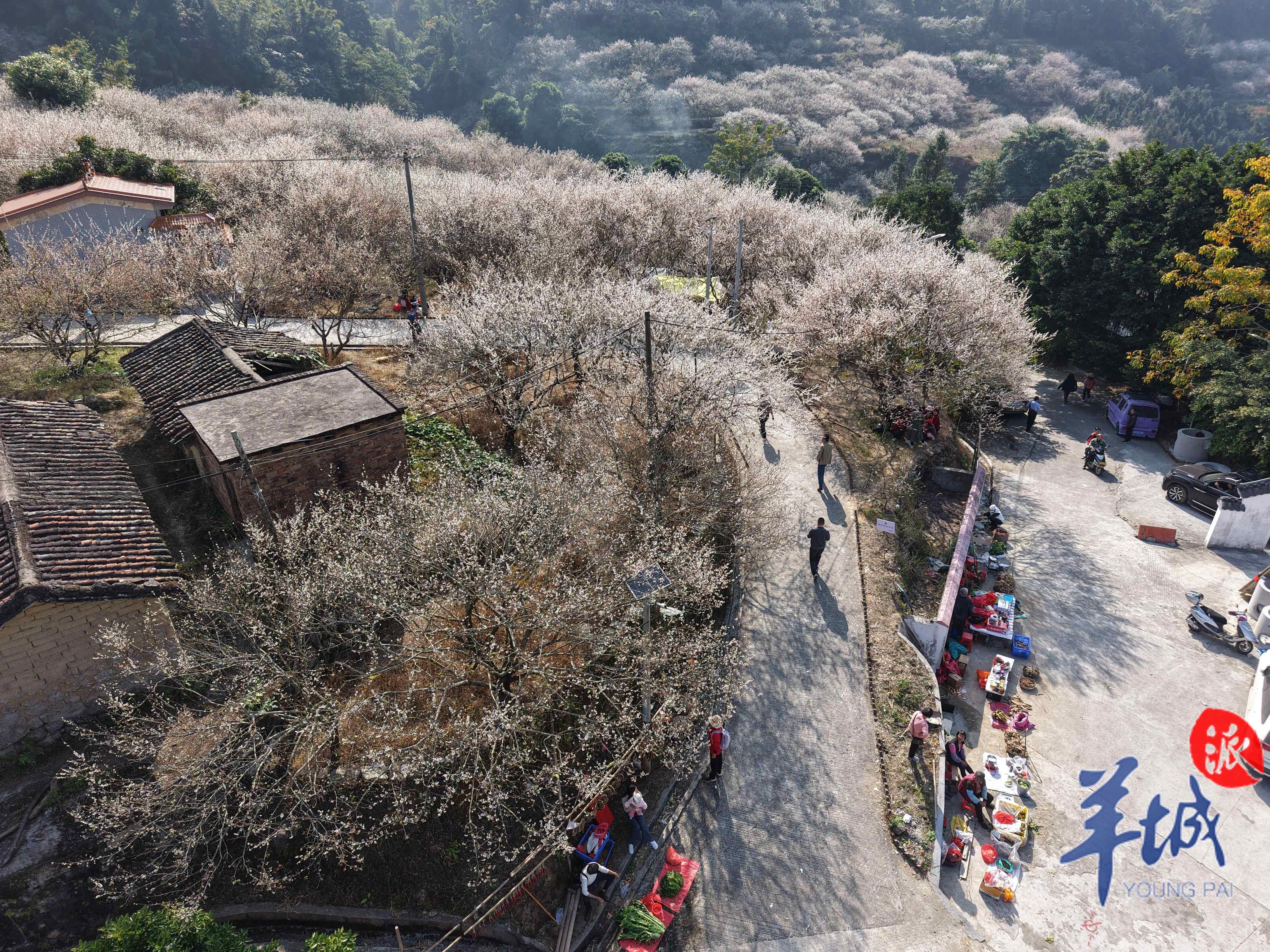 大片青梅是当地重要经济作物  陈狄青 摄