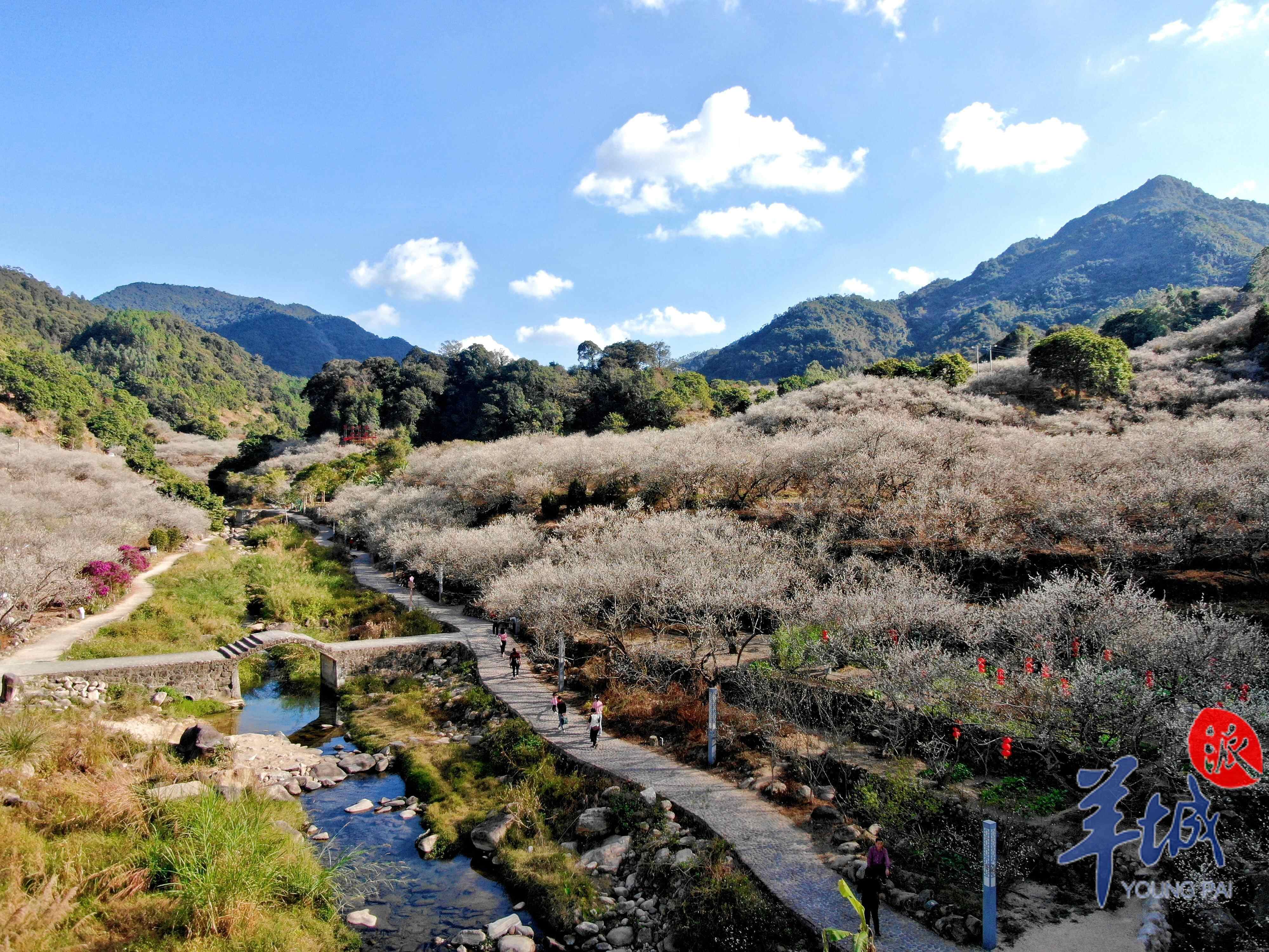 踏雪寻梅，感受这份独特的南国雪韵