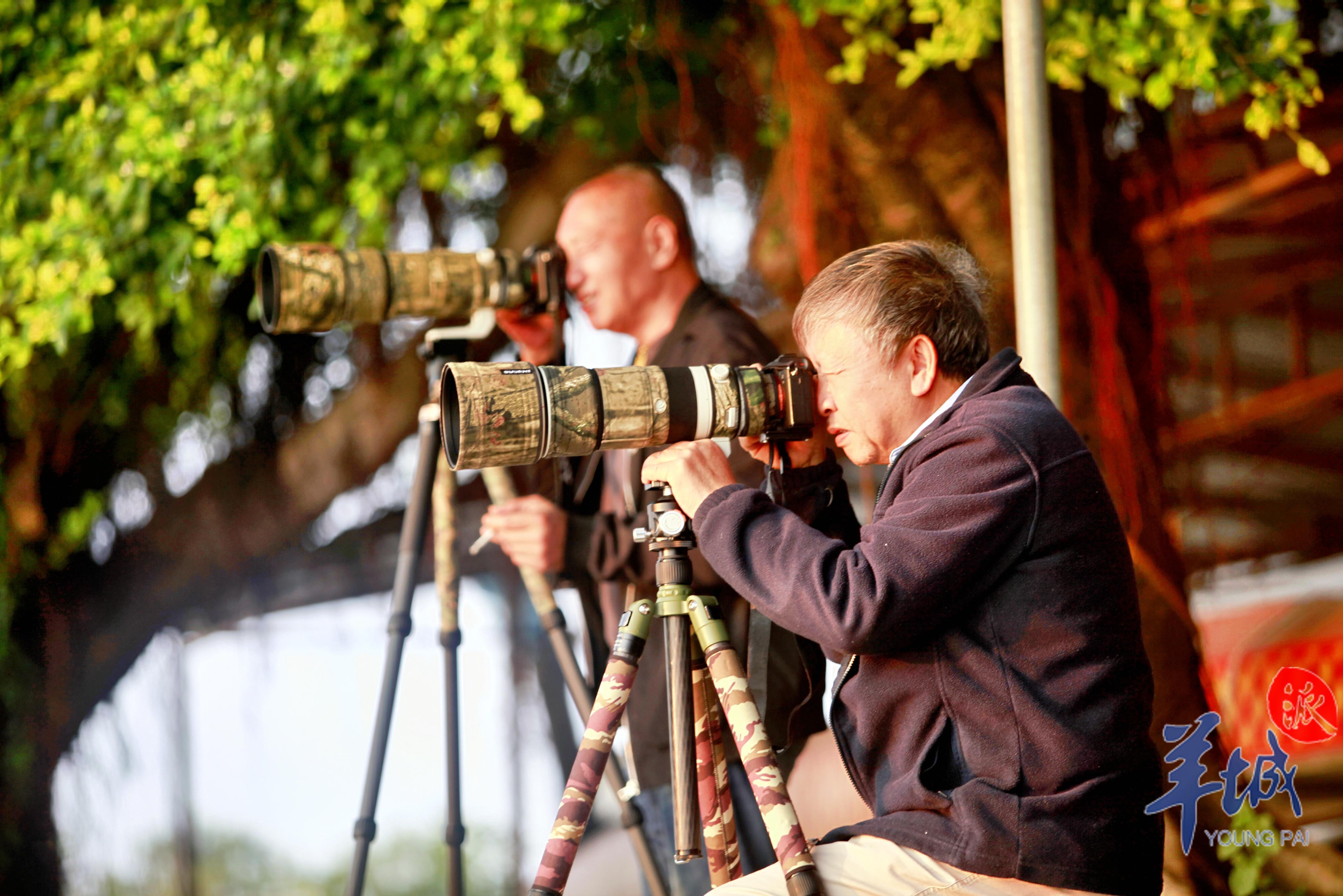 不少摄影爱好者拍摄鹭鸟 麦和幸 摄