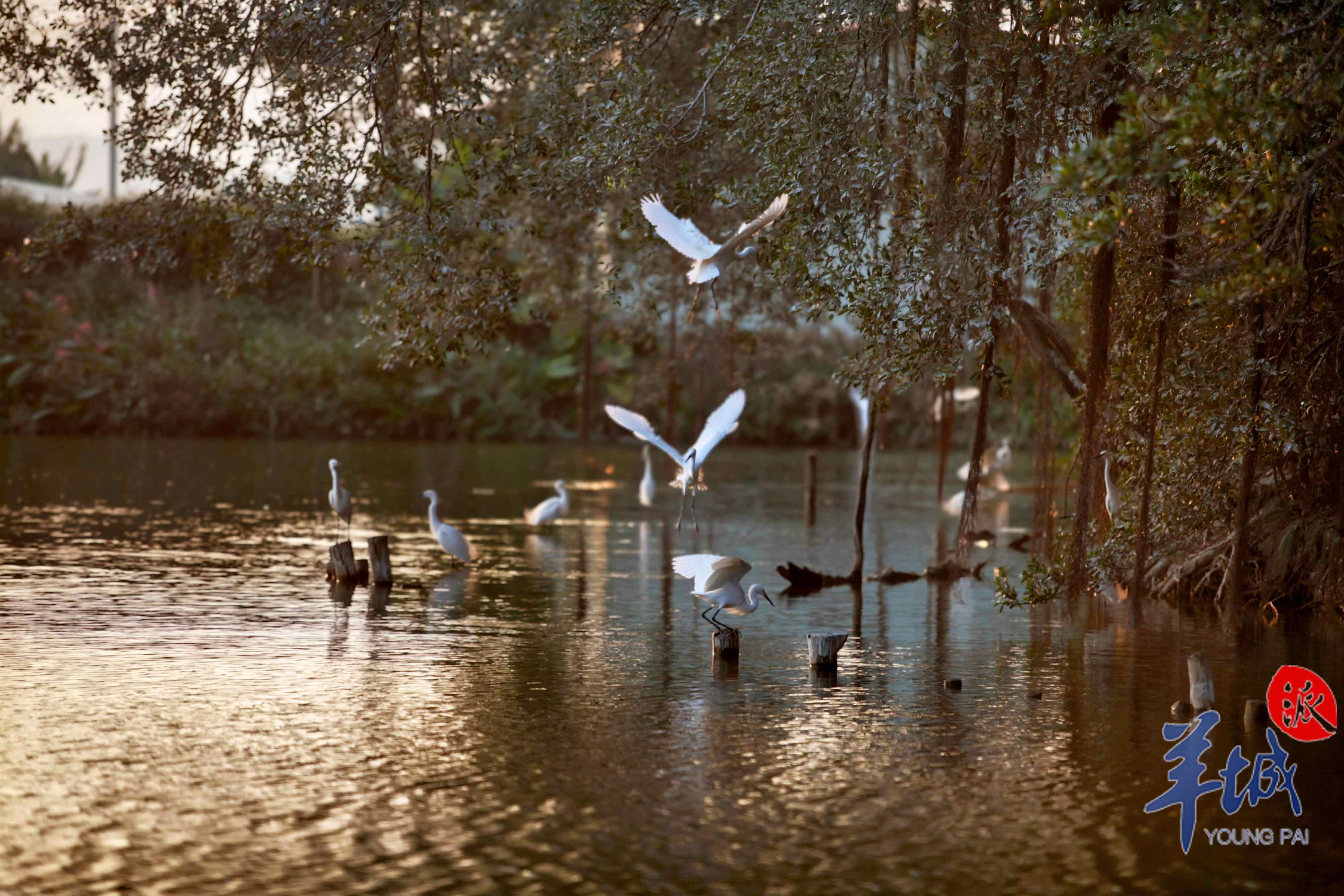 鹭影翩跹 麦和幸 摄