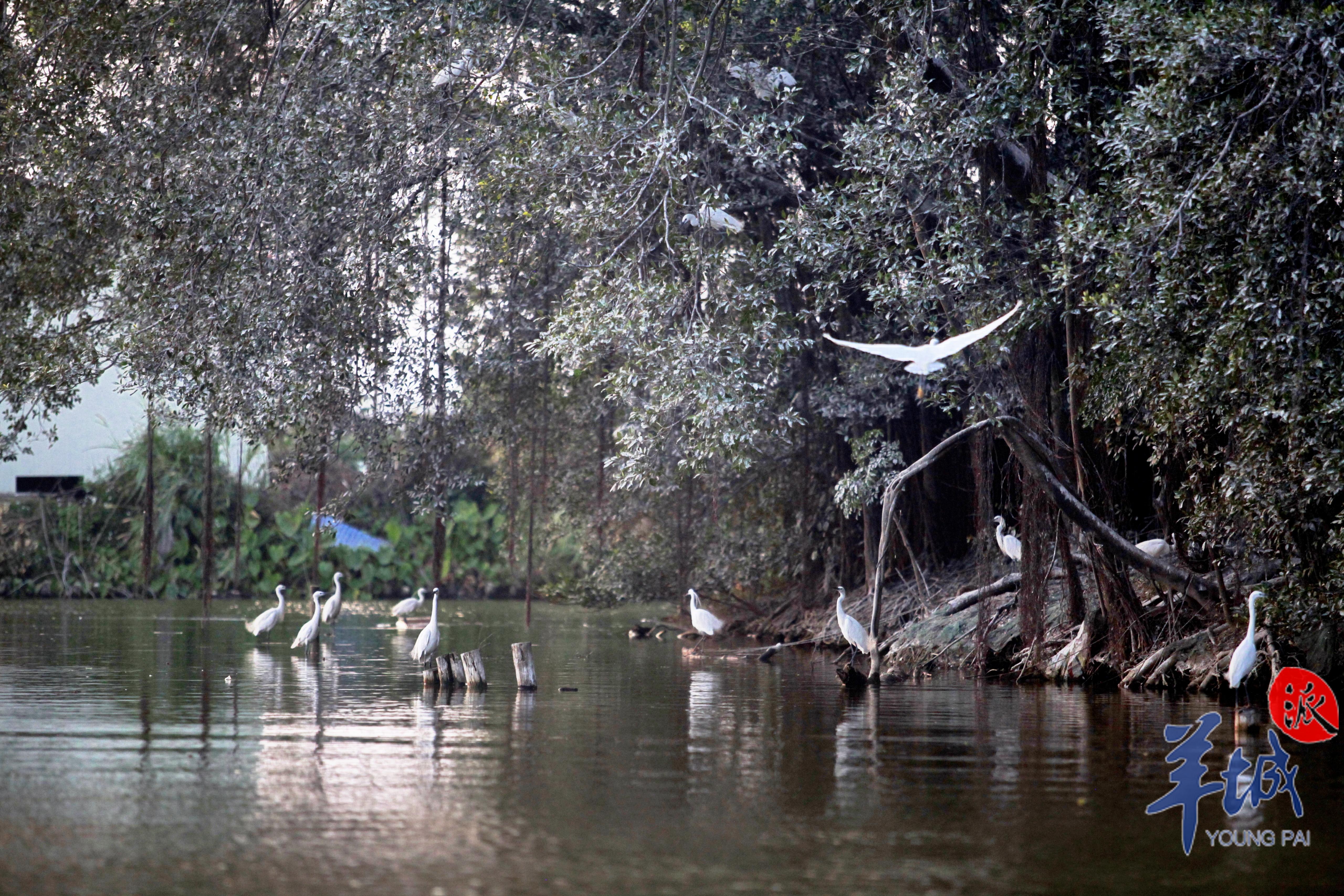 静谧的鹭鸟小岛  麦和幸 摄