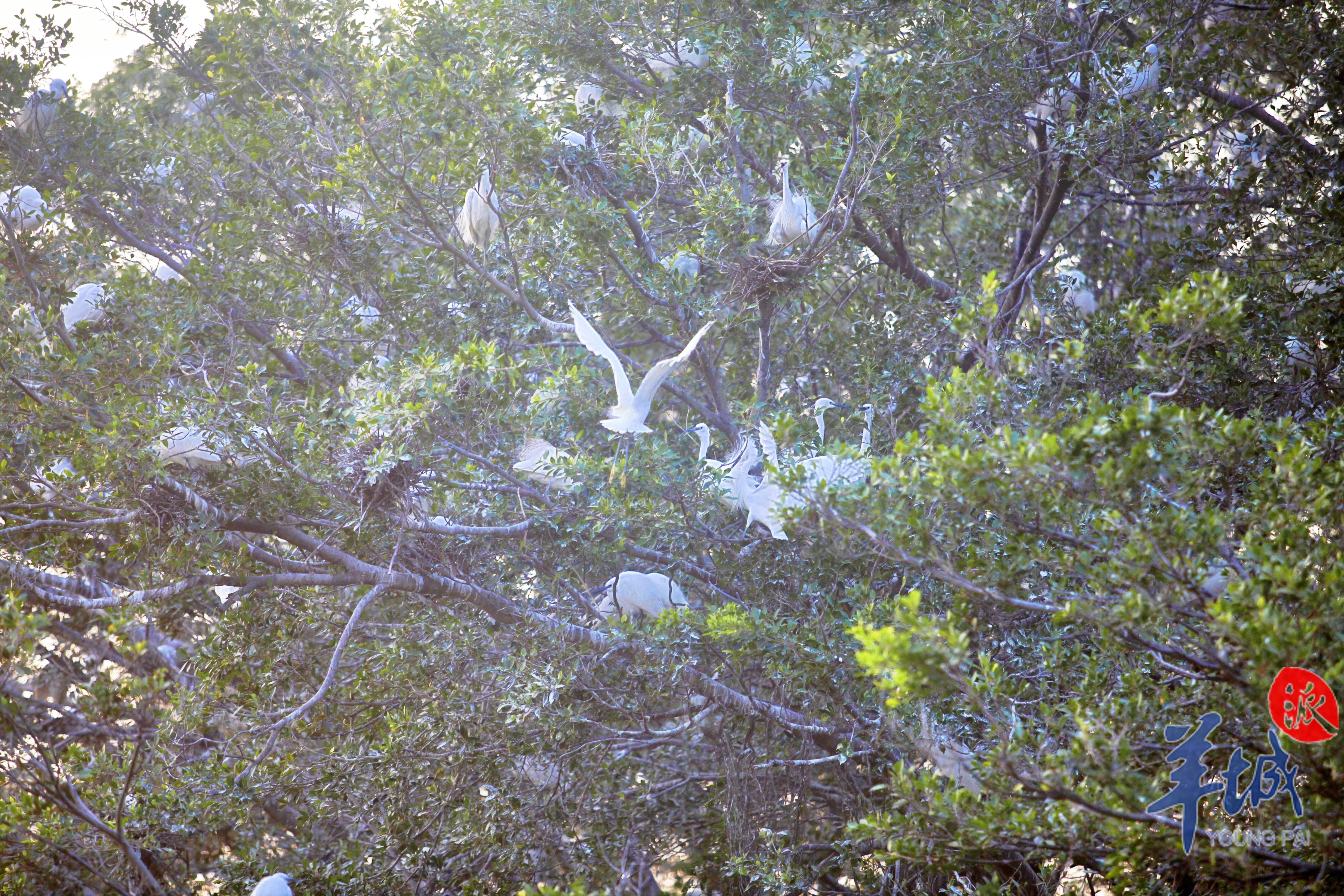 “小鸟天堂”麦和幸 摄