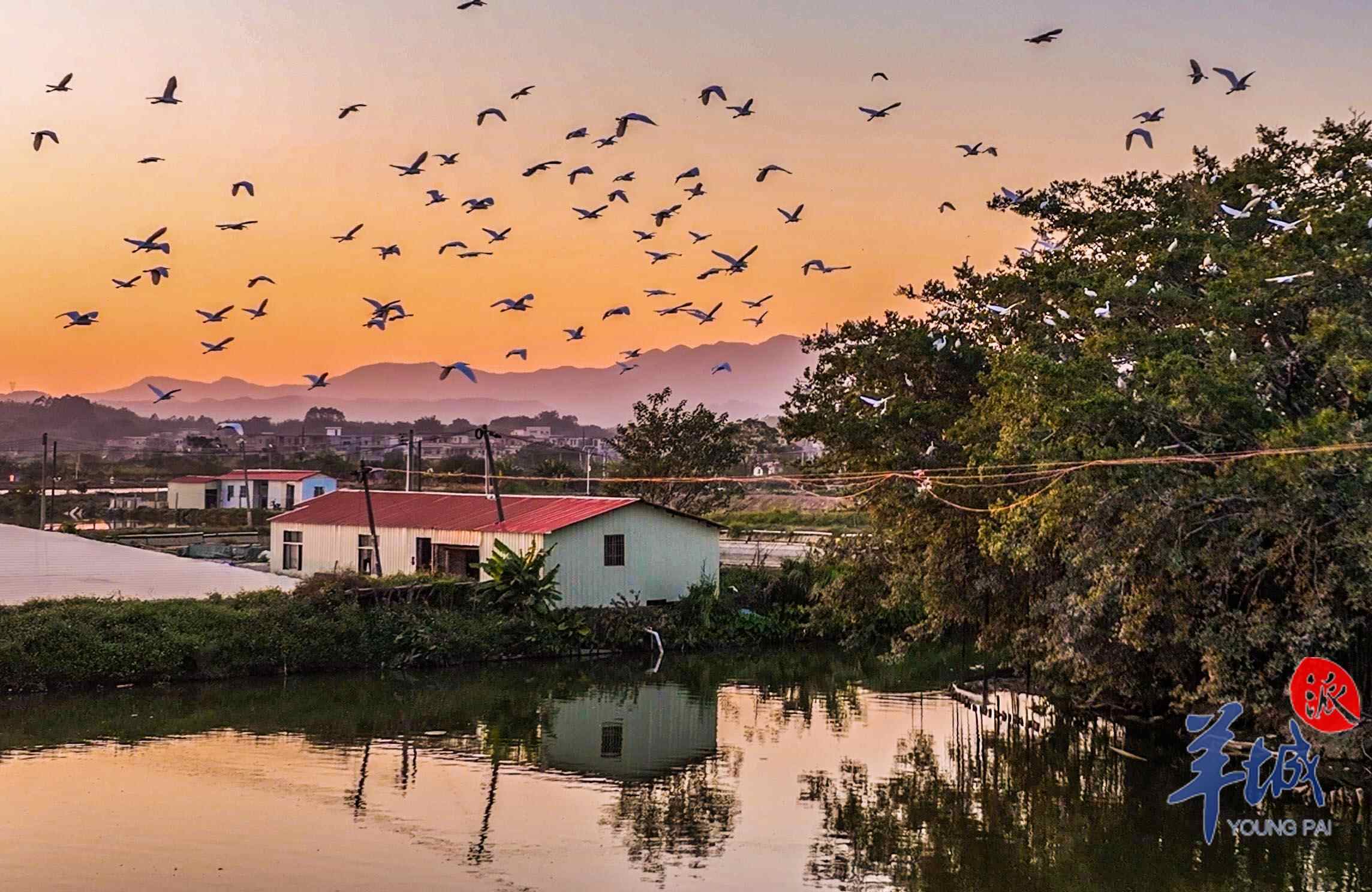 百鸟归巢 谭成伟 摄