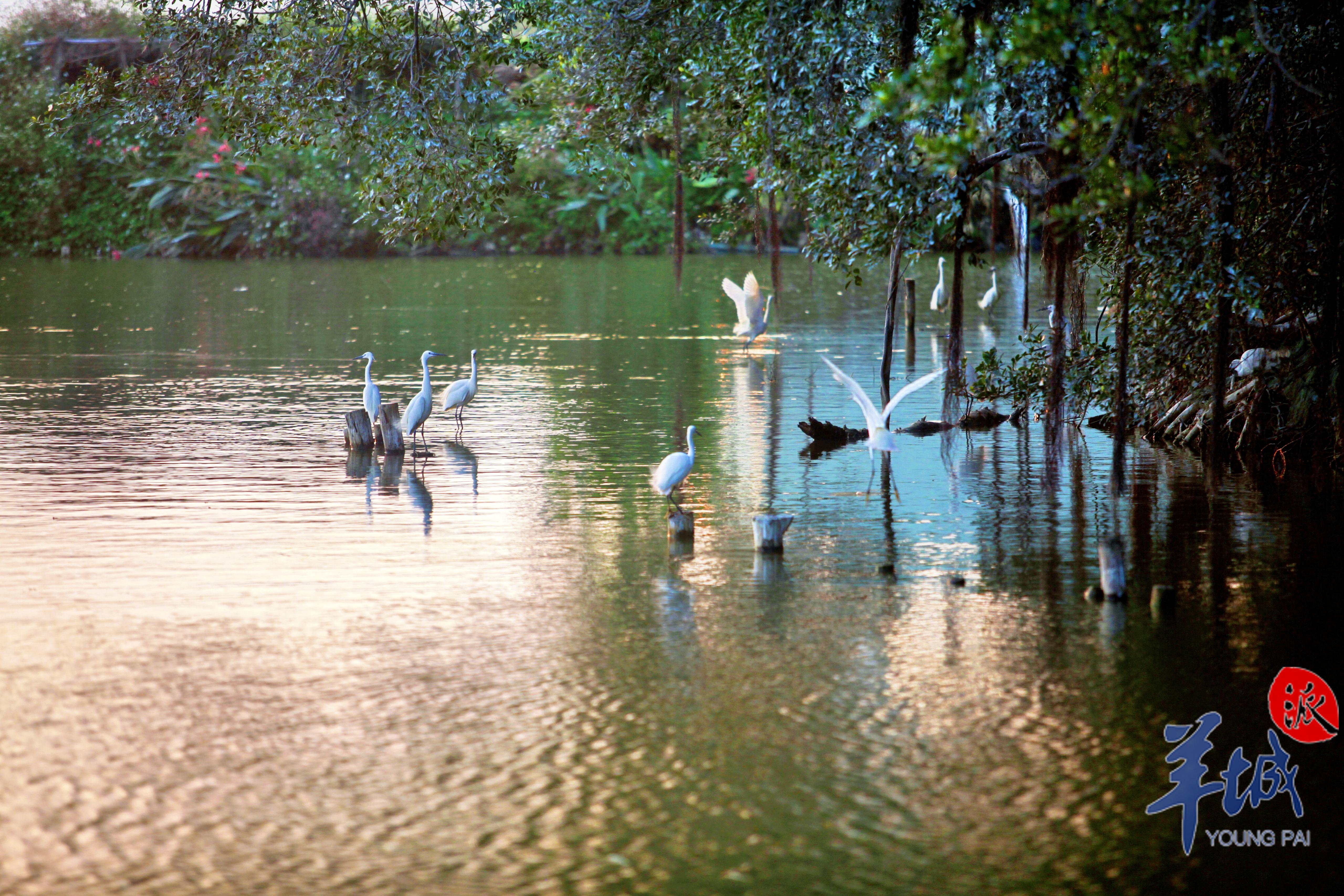 鹭影悠然 麦和幸 摄