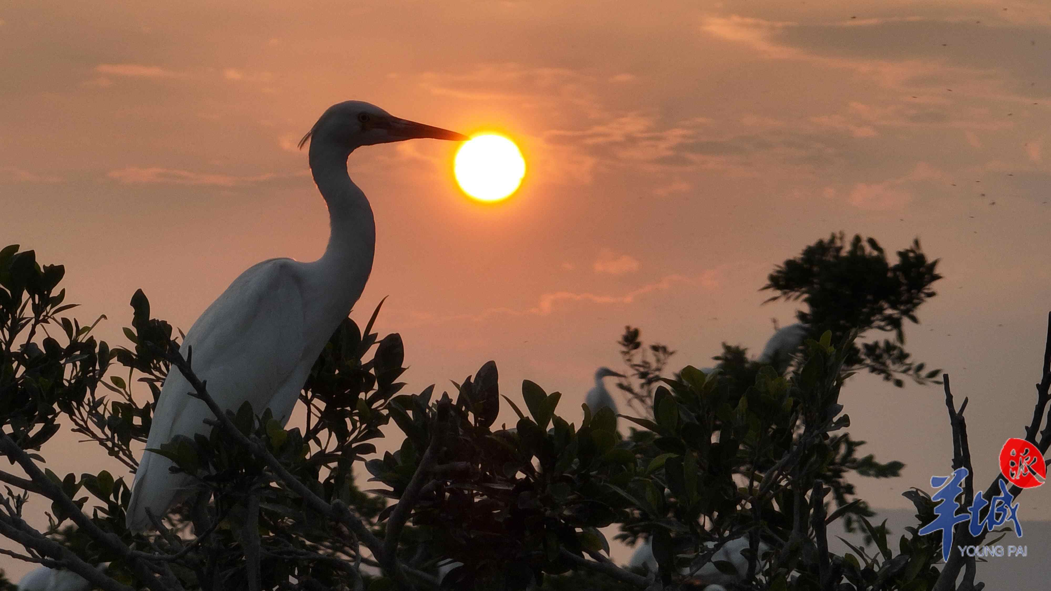 鹭鸟归巢  谭成伟 摄