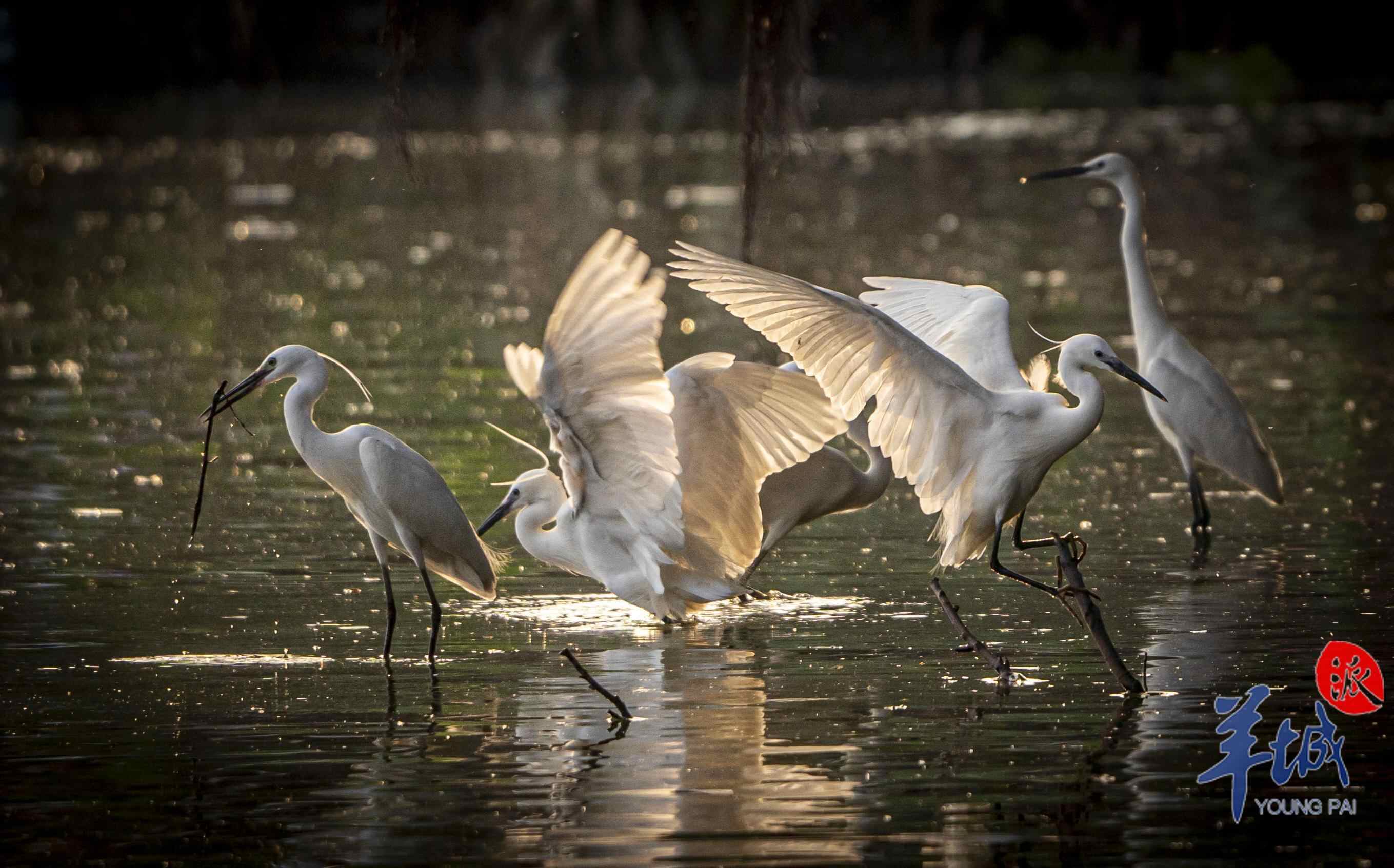 鹭鸟欢鸣  谭成伟 摄