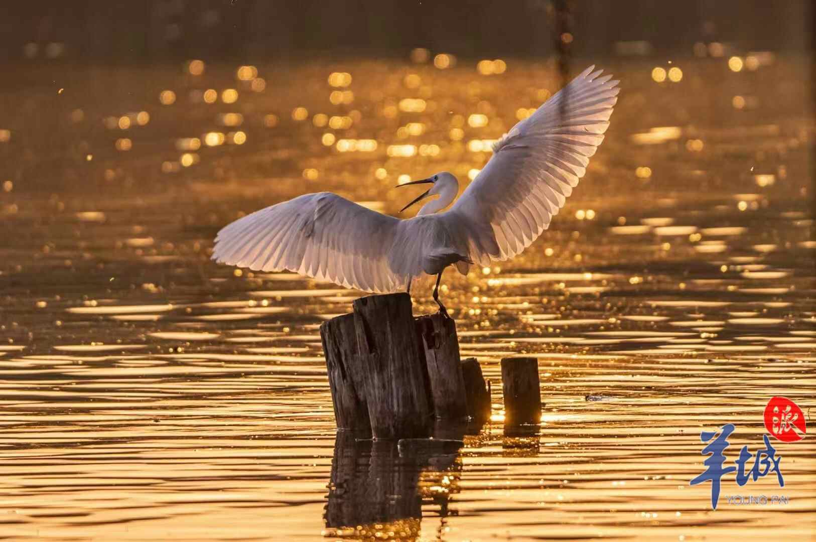 鹭影灵动 谭成伟 摄