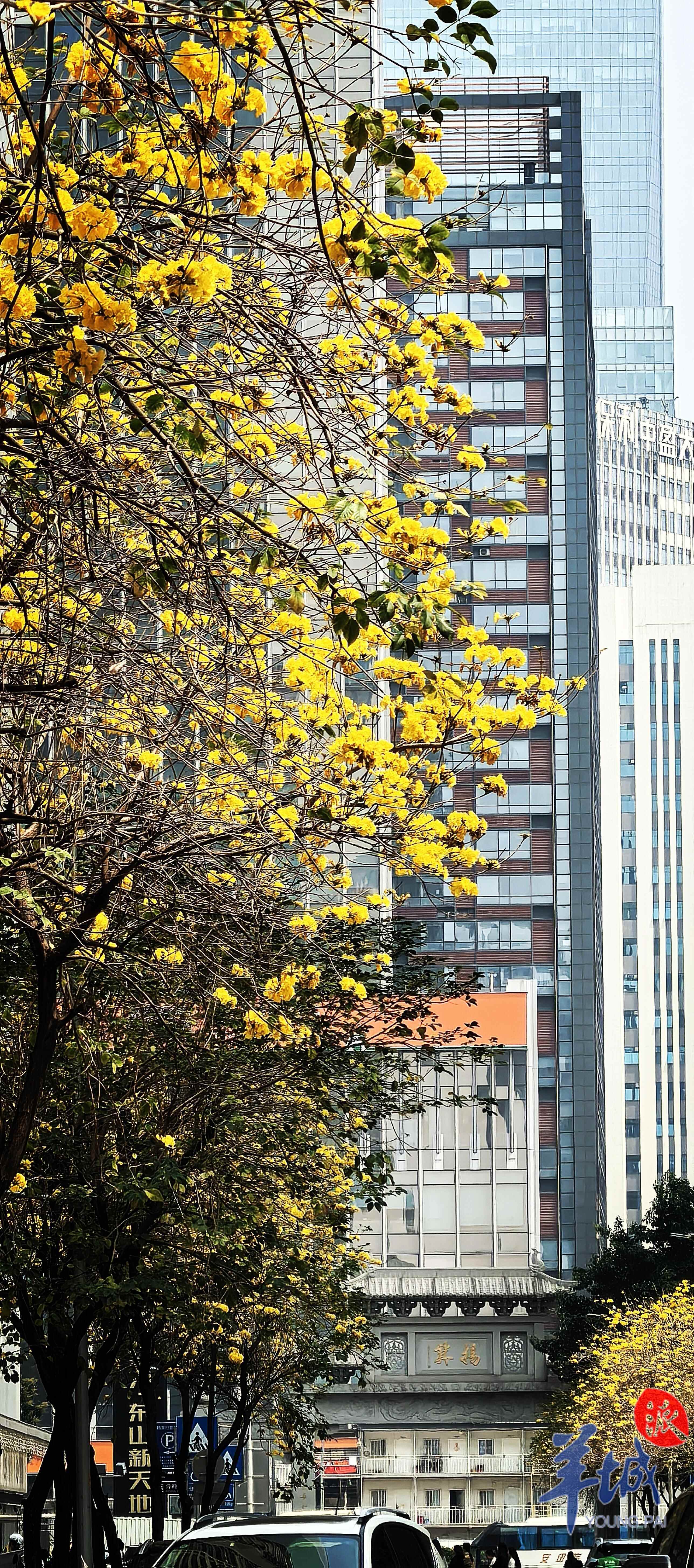 黄花风铃木盛开 黄燕淑 摄